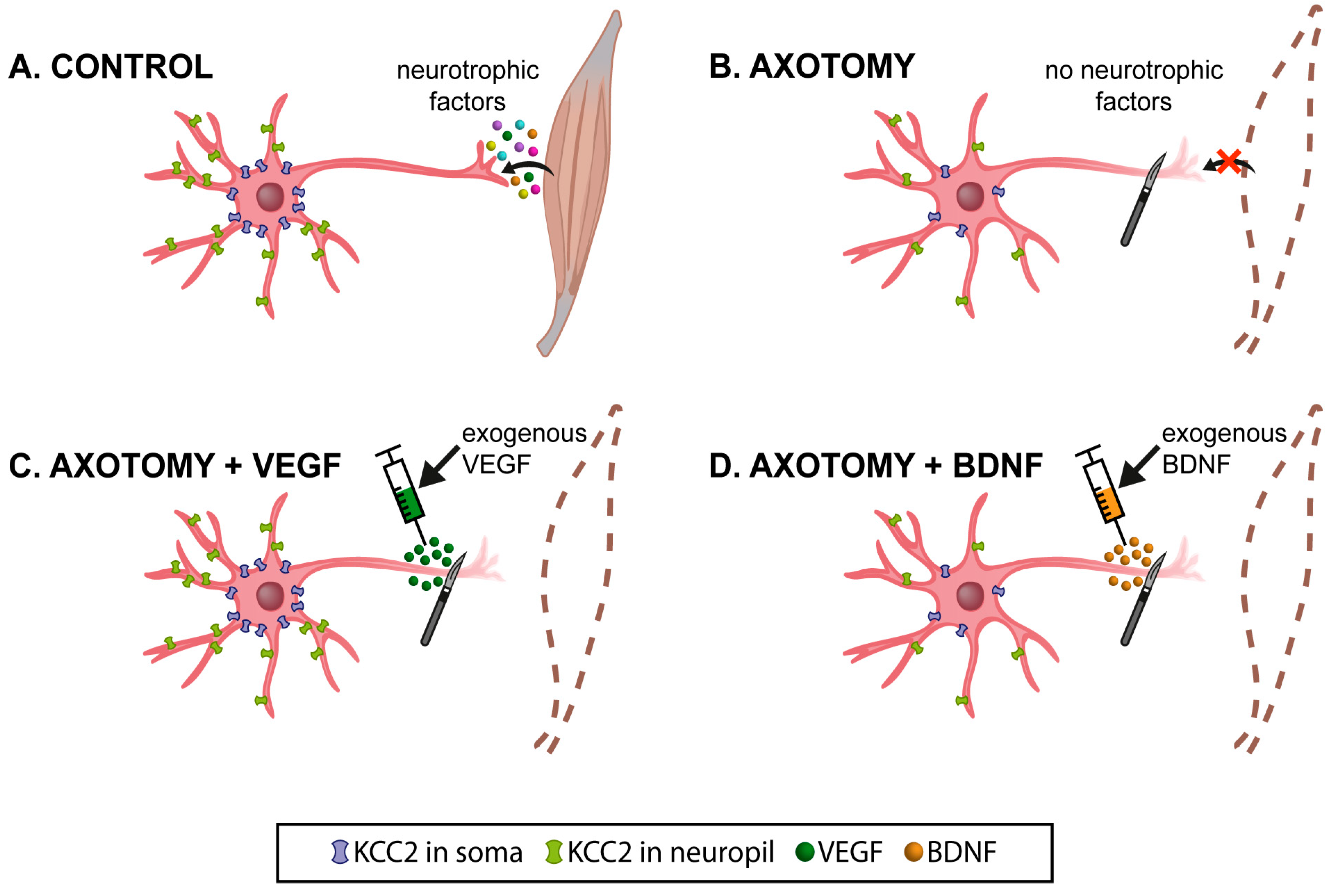 Ijms 25 09942 g006 Ijms 25 09942 g006