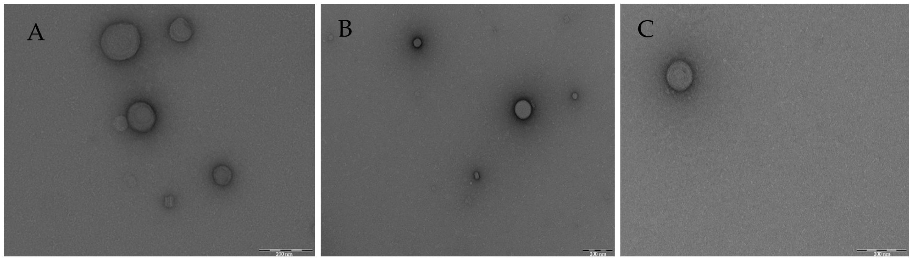 Ijms 25 10023 g004 Ijms 25 10023 g004