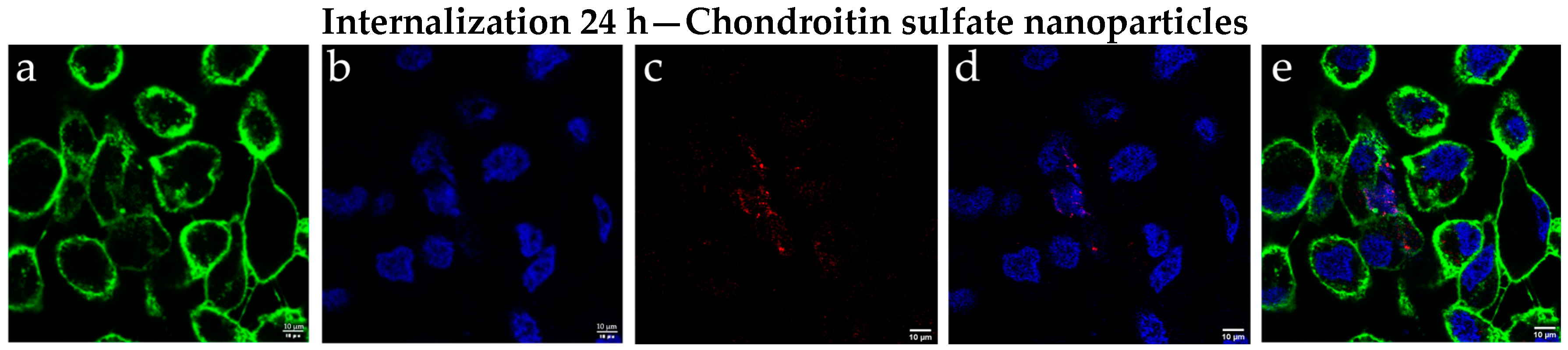 Ijms 25 10023 g006b Ijms 25 10023 g006b