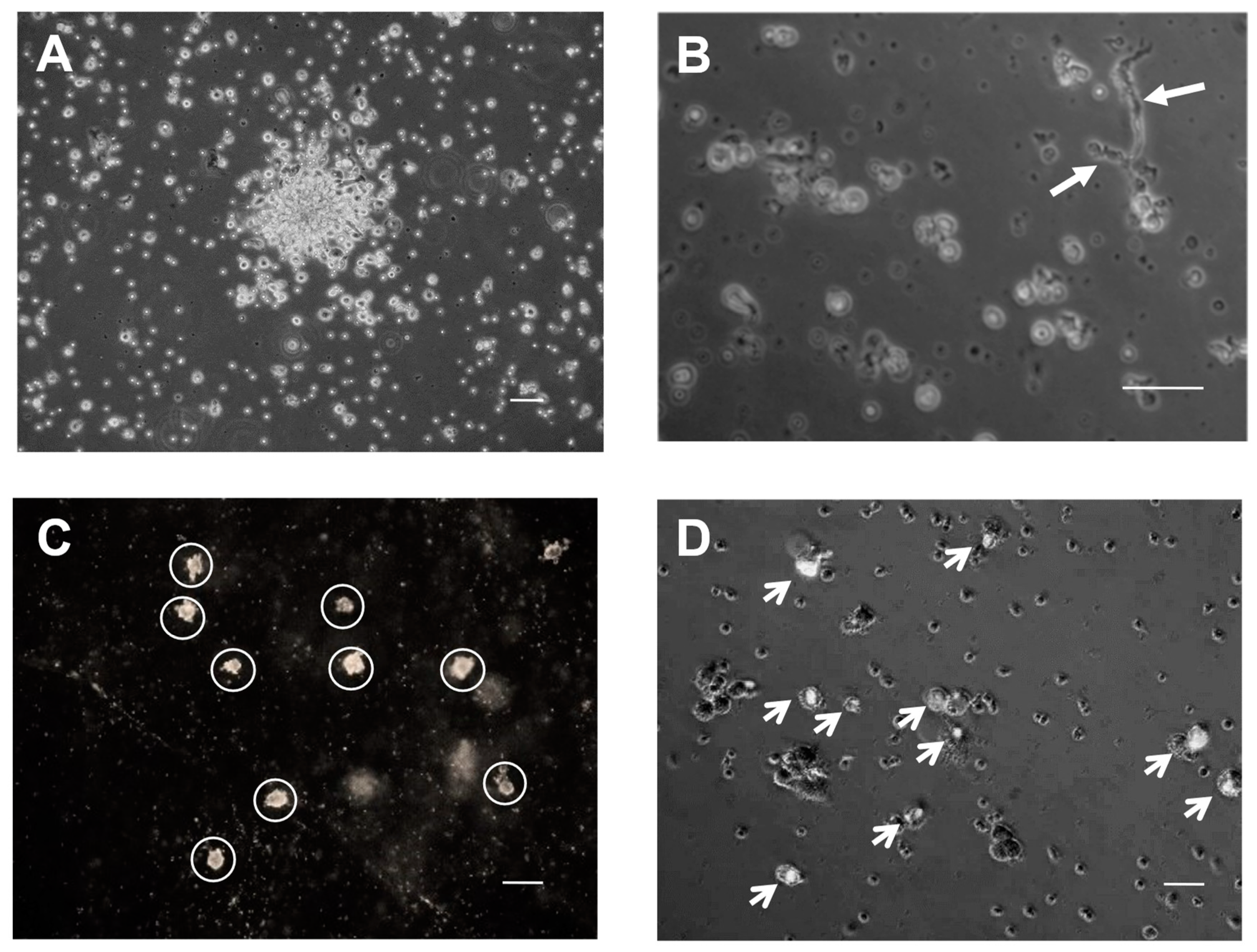 Ijms 25 10030 g006 Ijms 25 10030 g006