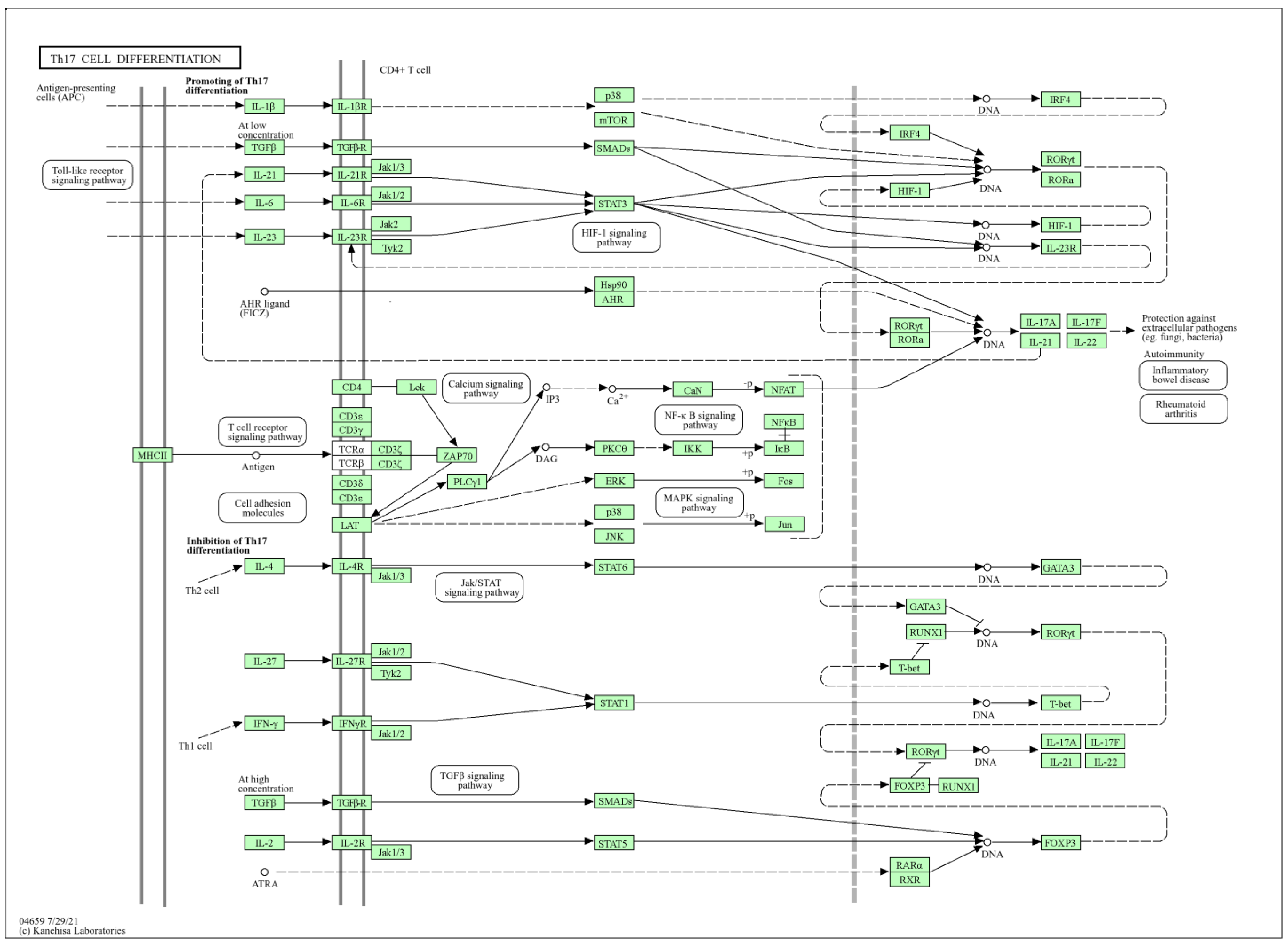 Ijms 25 10090 g010 Ijms 25 10090 g010
