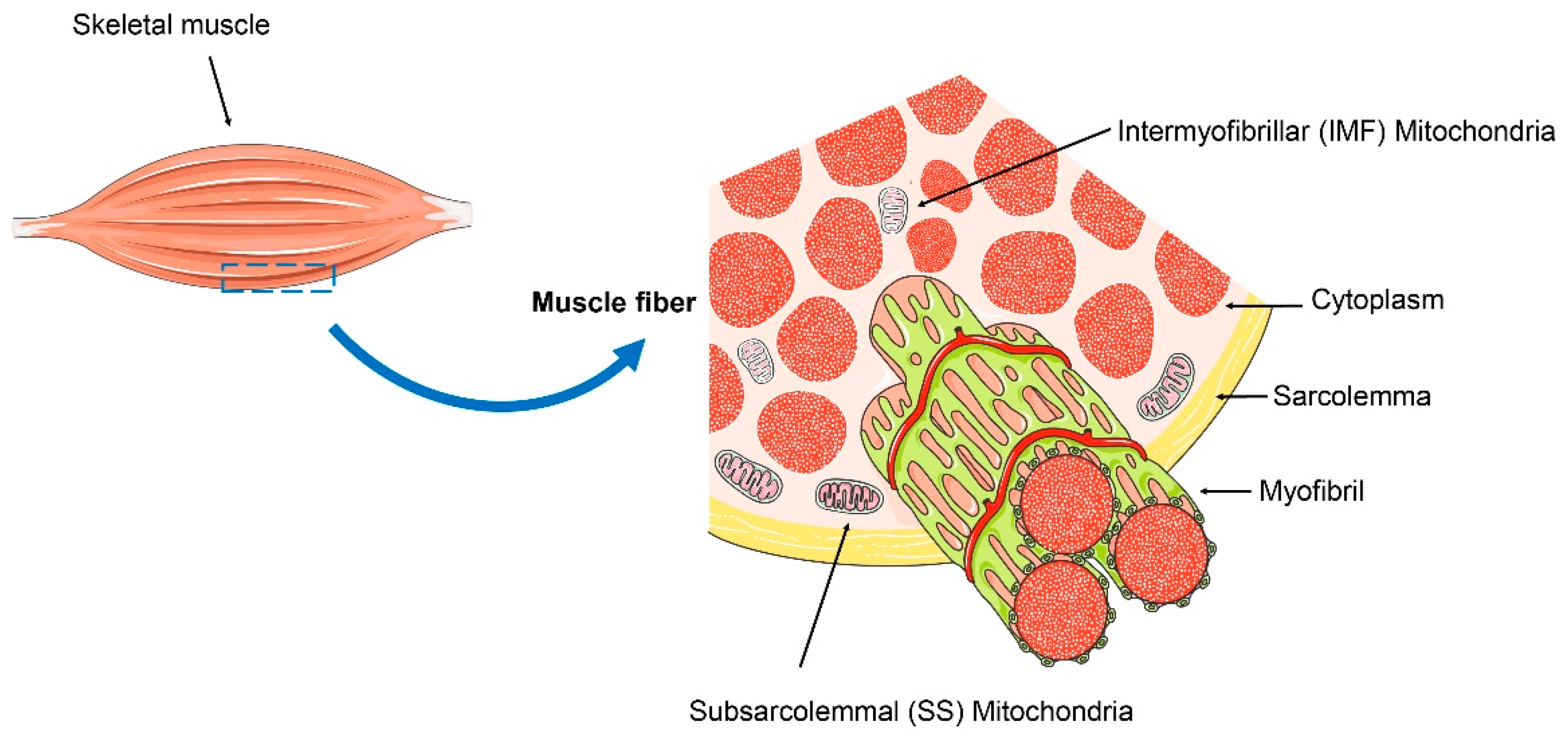 Ijms 25 10116 g001 Ijms 25 10116 g001