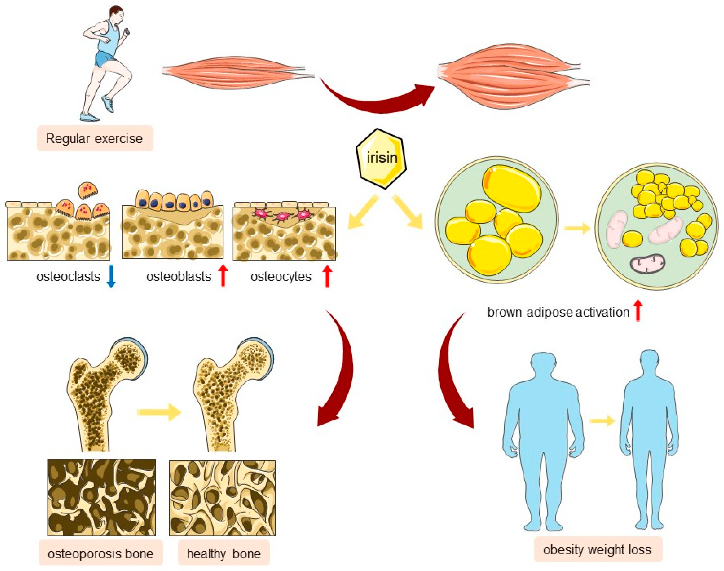 Ijms 25 10116 g003 Ijms 25 10116 g003