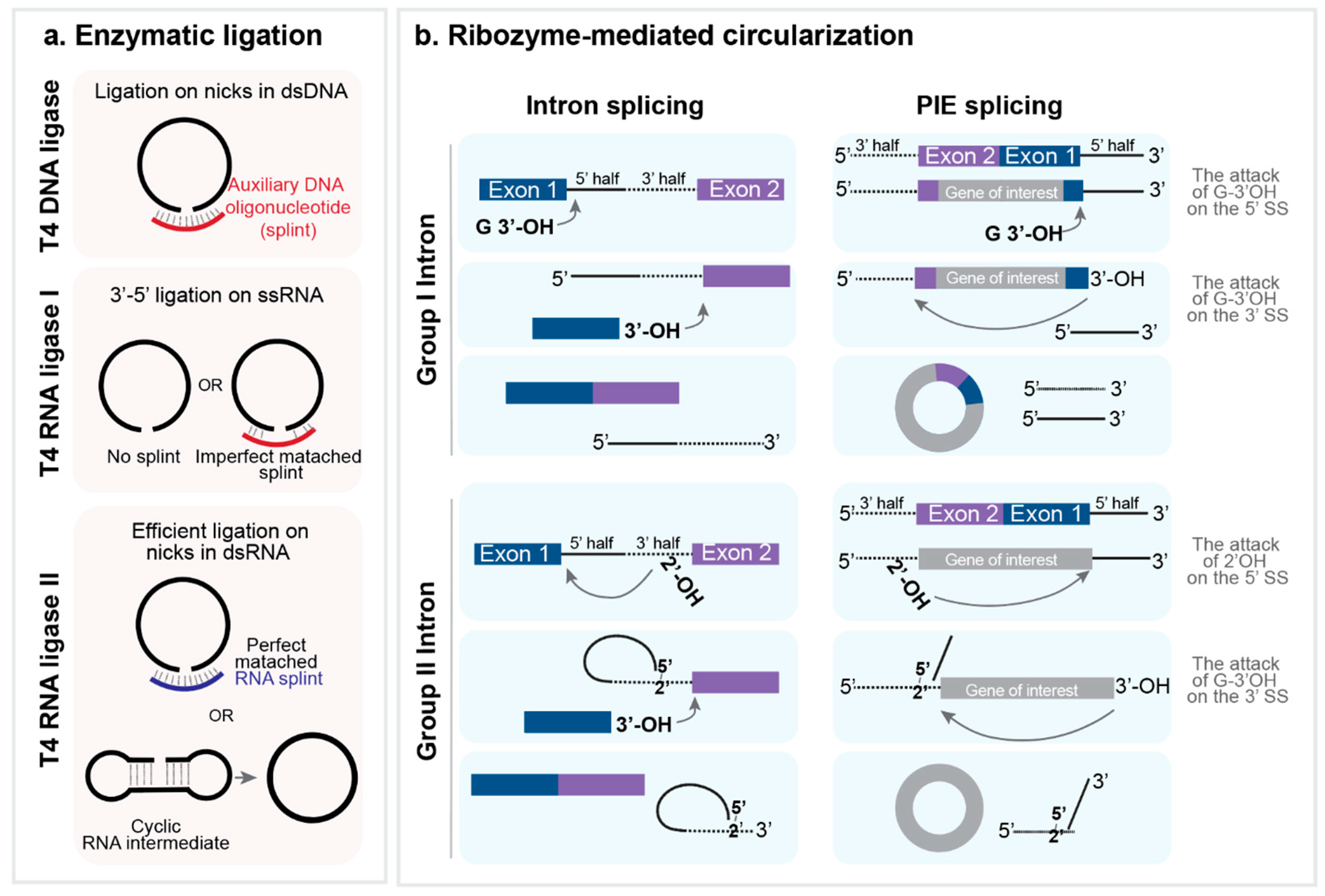 Ijms 25 10121 g002 Ijms 25 10121 g002