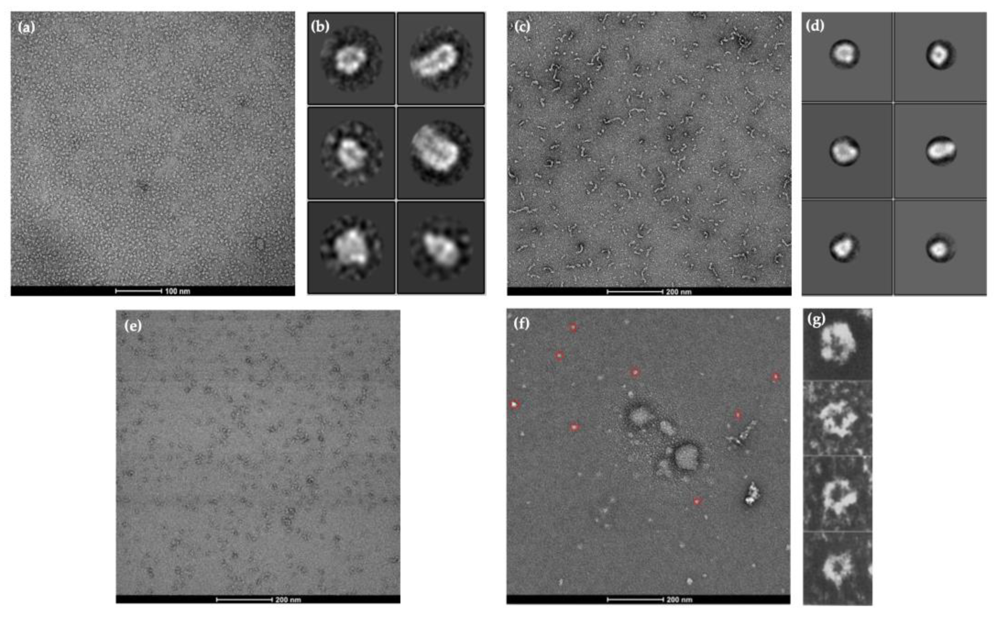 Ijms 25 10142 g003 Ijms 25 10142 g003