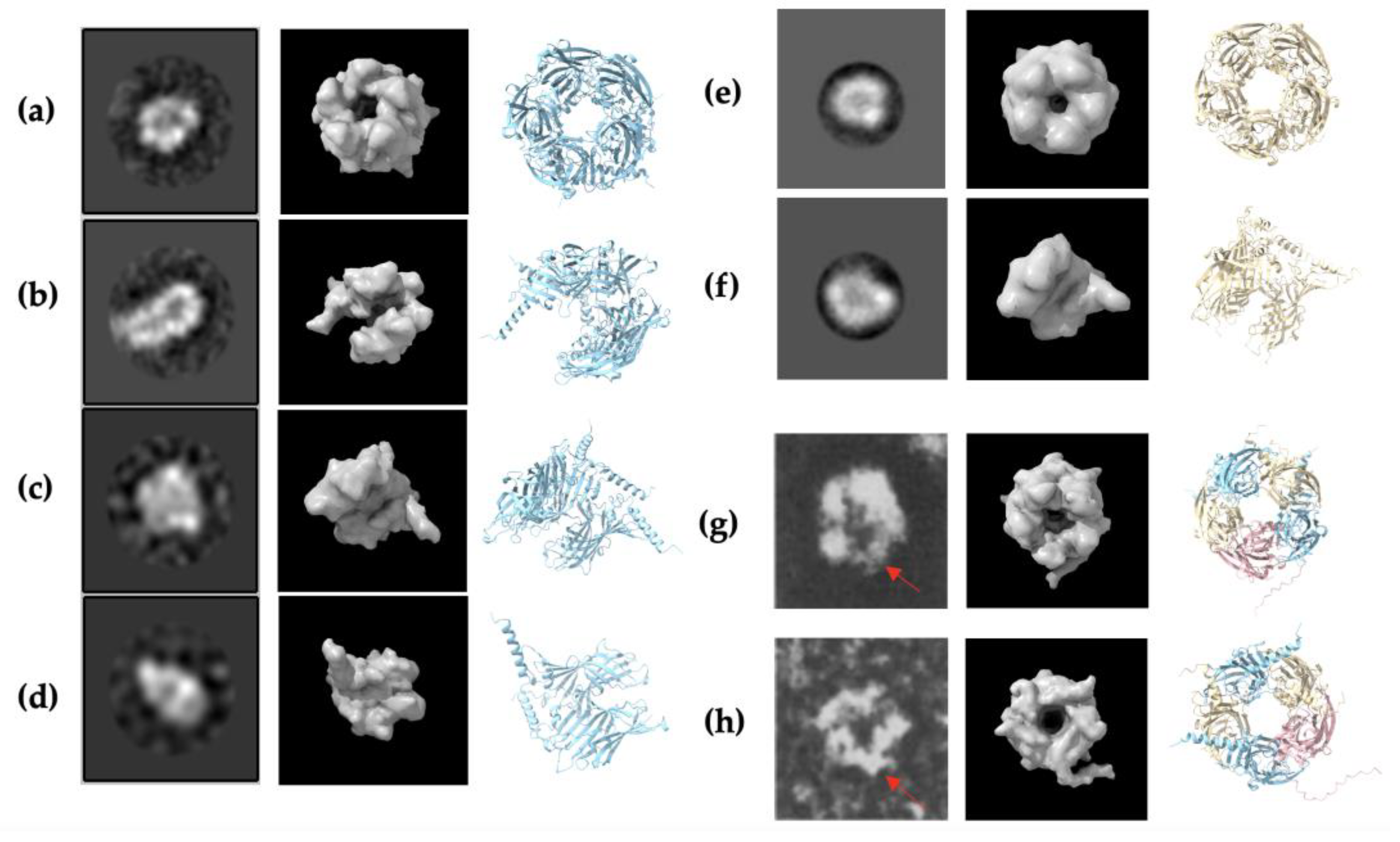 Ijms 25 10142 g005 Ijms 25 10142 g005