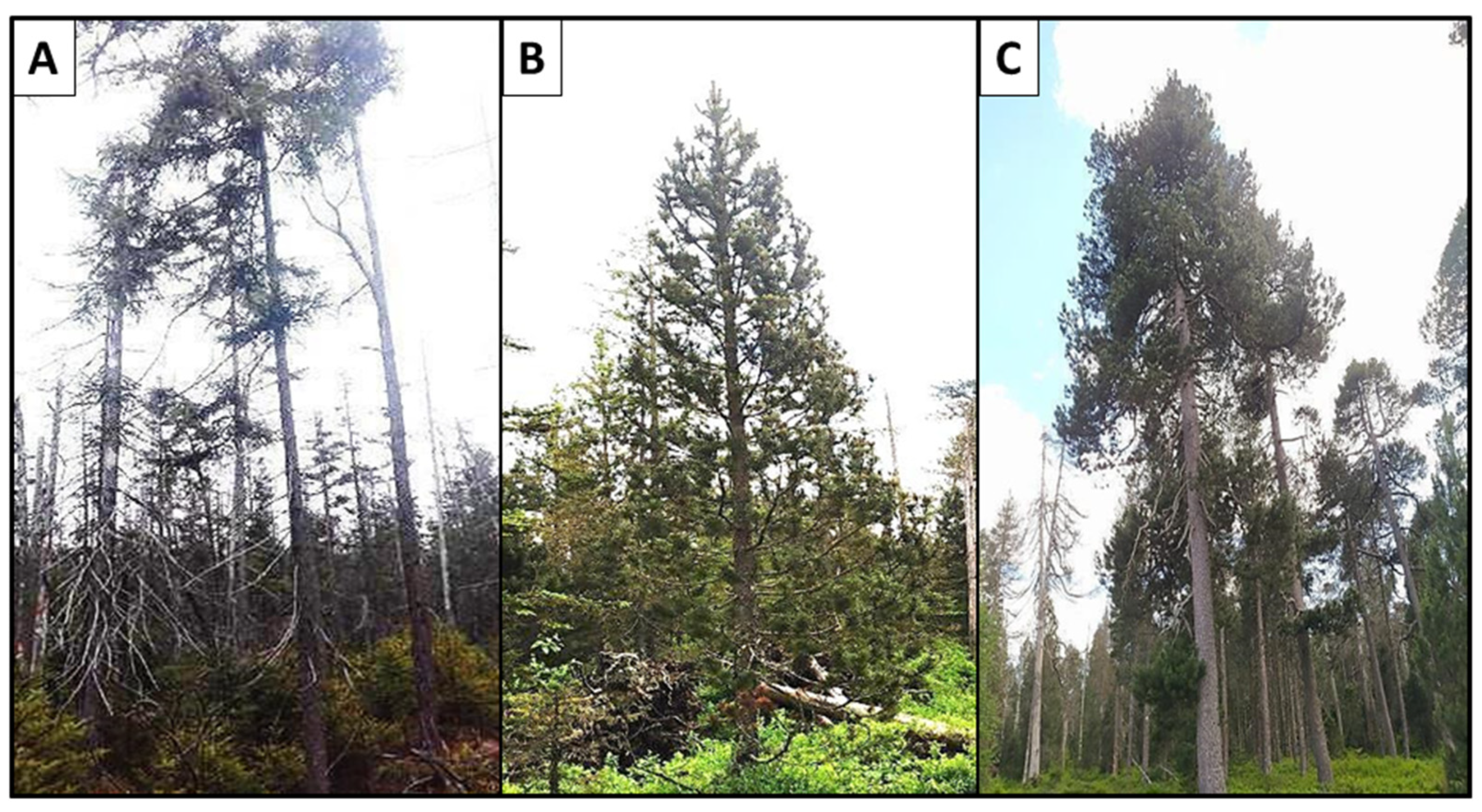 Ijms 25 10178 g006 Ijms 25 10178 g006