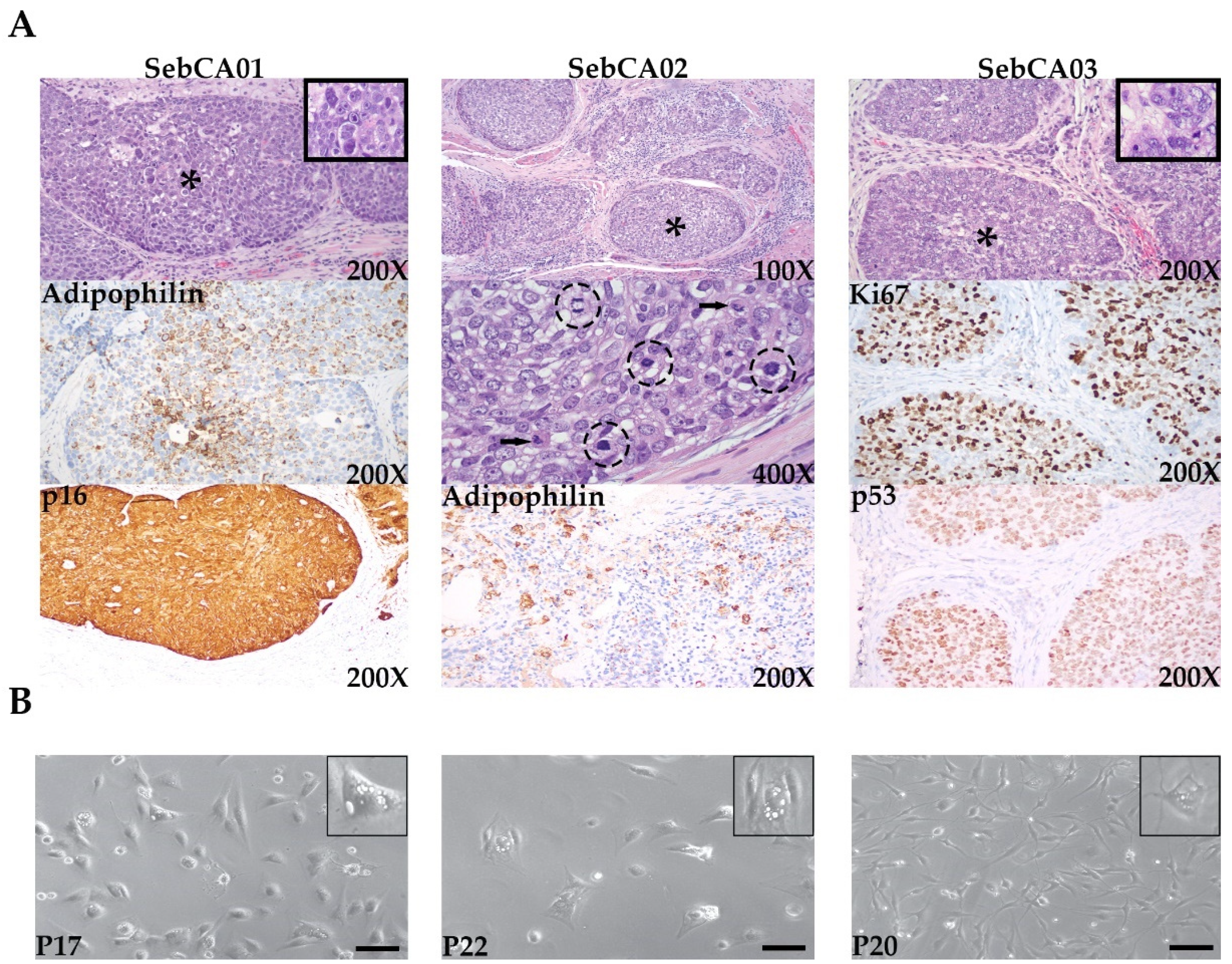 Ijms 25 10183 g001 Ijms 25 10183 g001