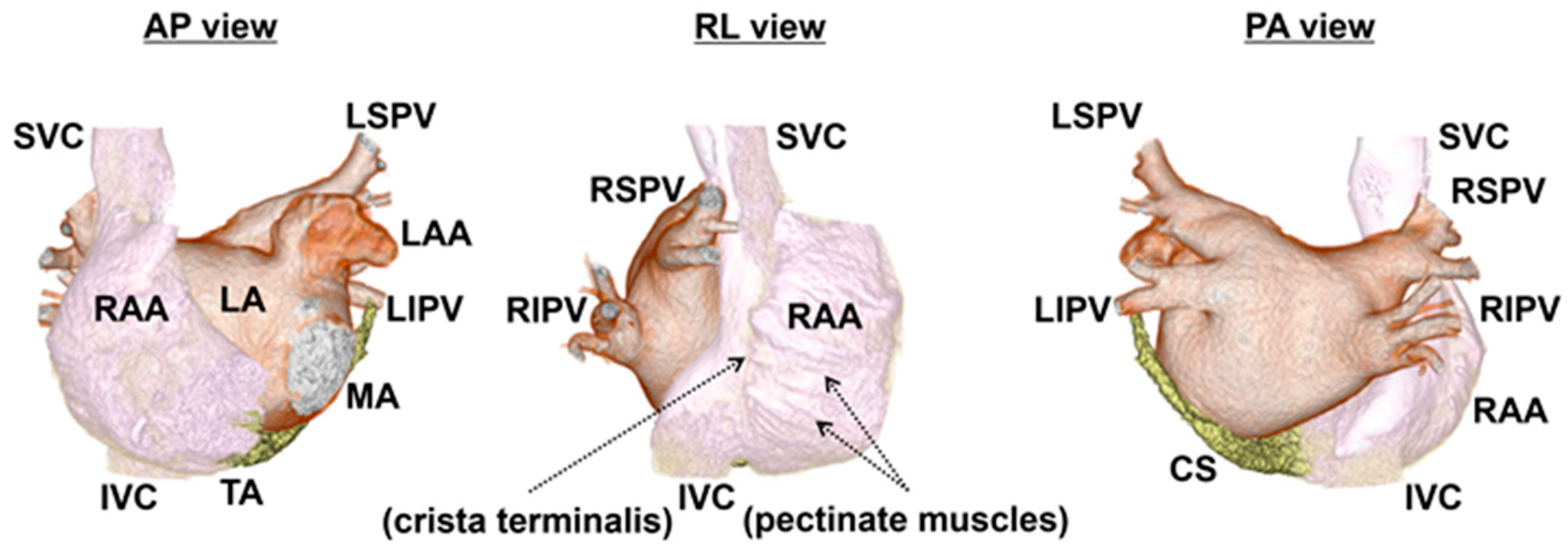 Ijms 25 10193 g002 Ijms 25 10193 g002