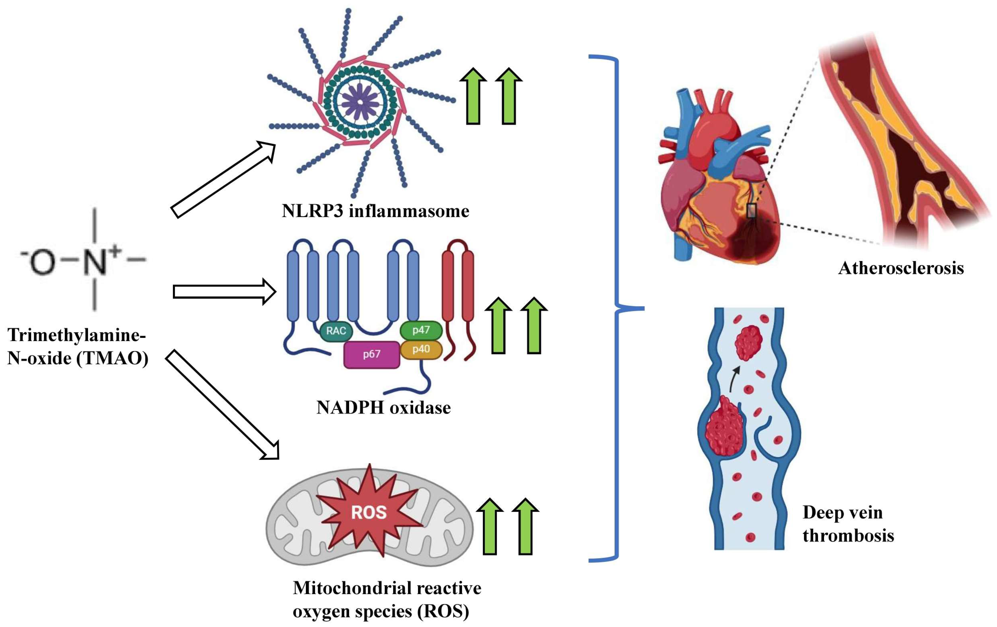 Ijms 25 10208 g004 Ijms 25 10208 g004