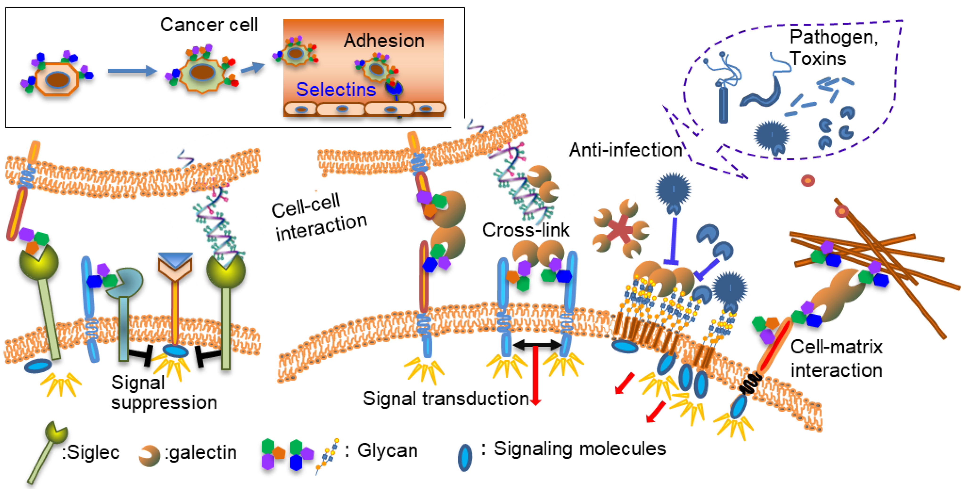 Ijms 25 10231 g001 Ijms 25 10231 g001