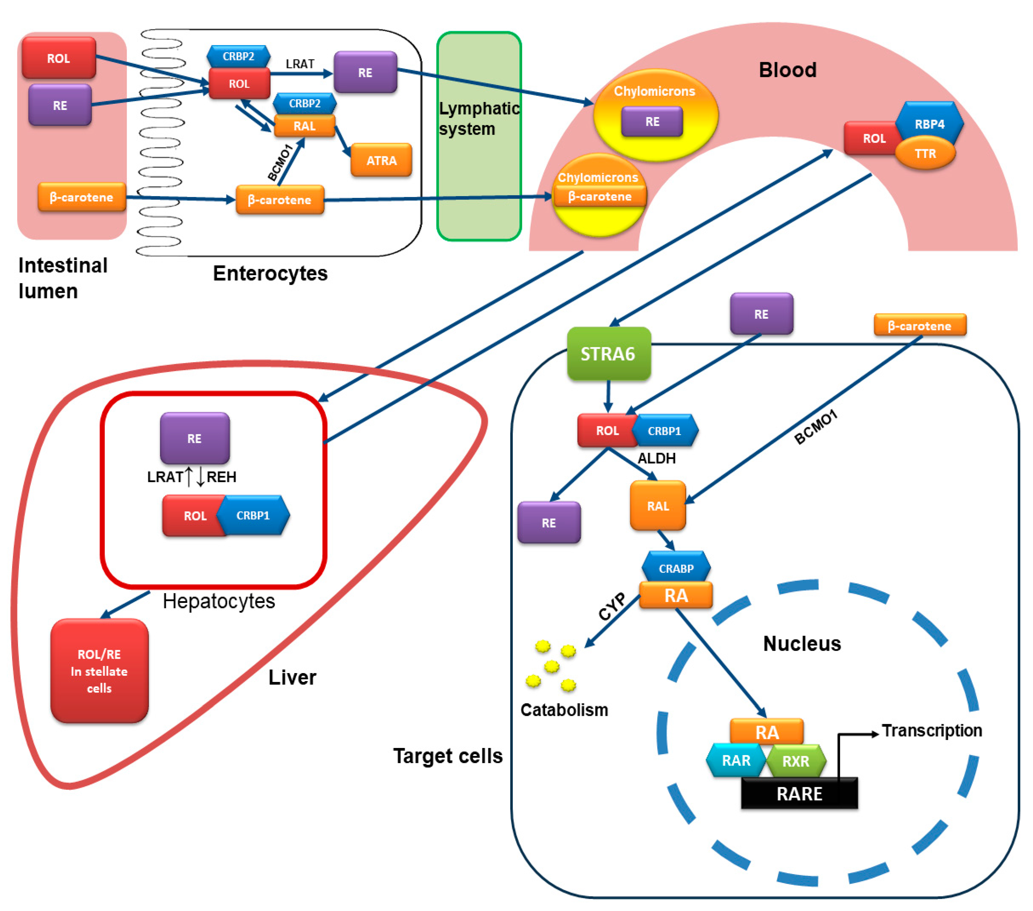 Ijms 25 10303 g002 Ijms 25 10303 g002