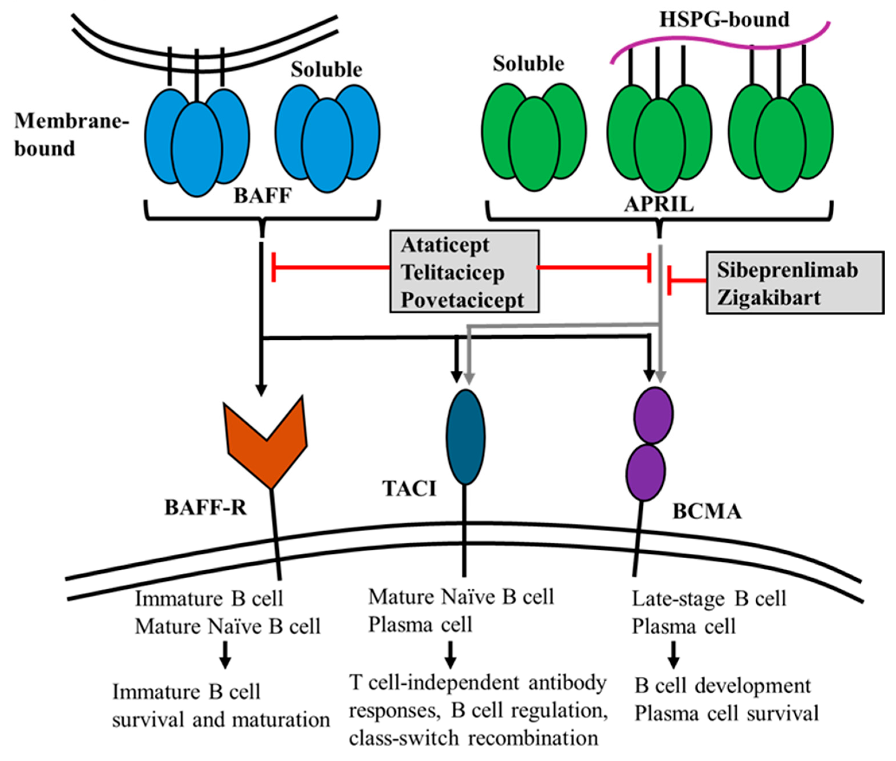 New Insights and Future Perspectives of APRIL in IgA Nephropathy