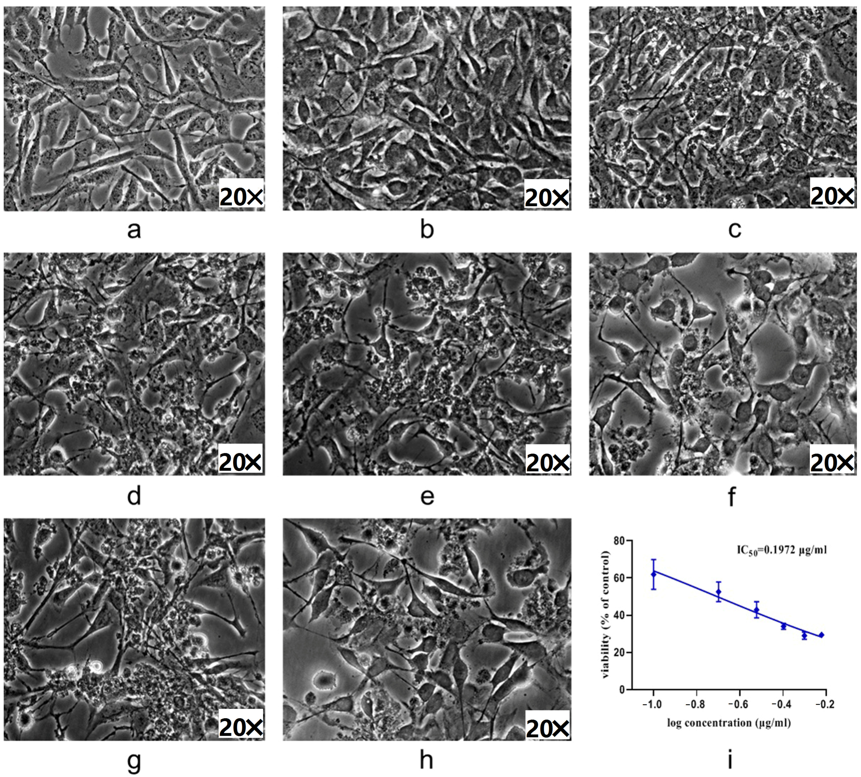 Ijms 25 10352 g002 Ijms 25 10352 g002