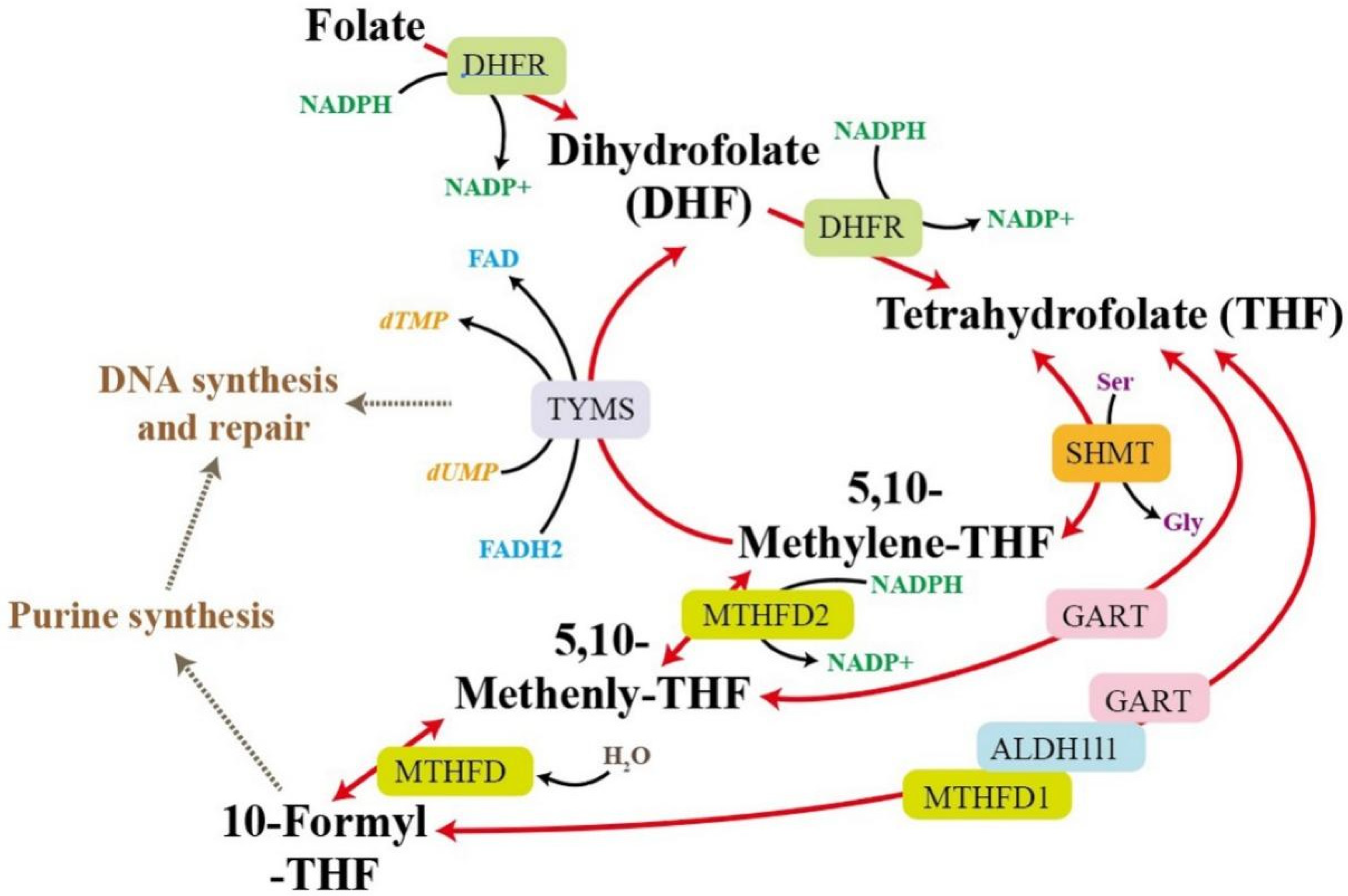 Ijms 25 10352 g010 Ijms 25 10352 g010
