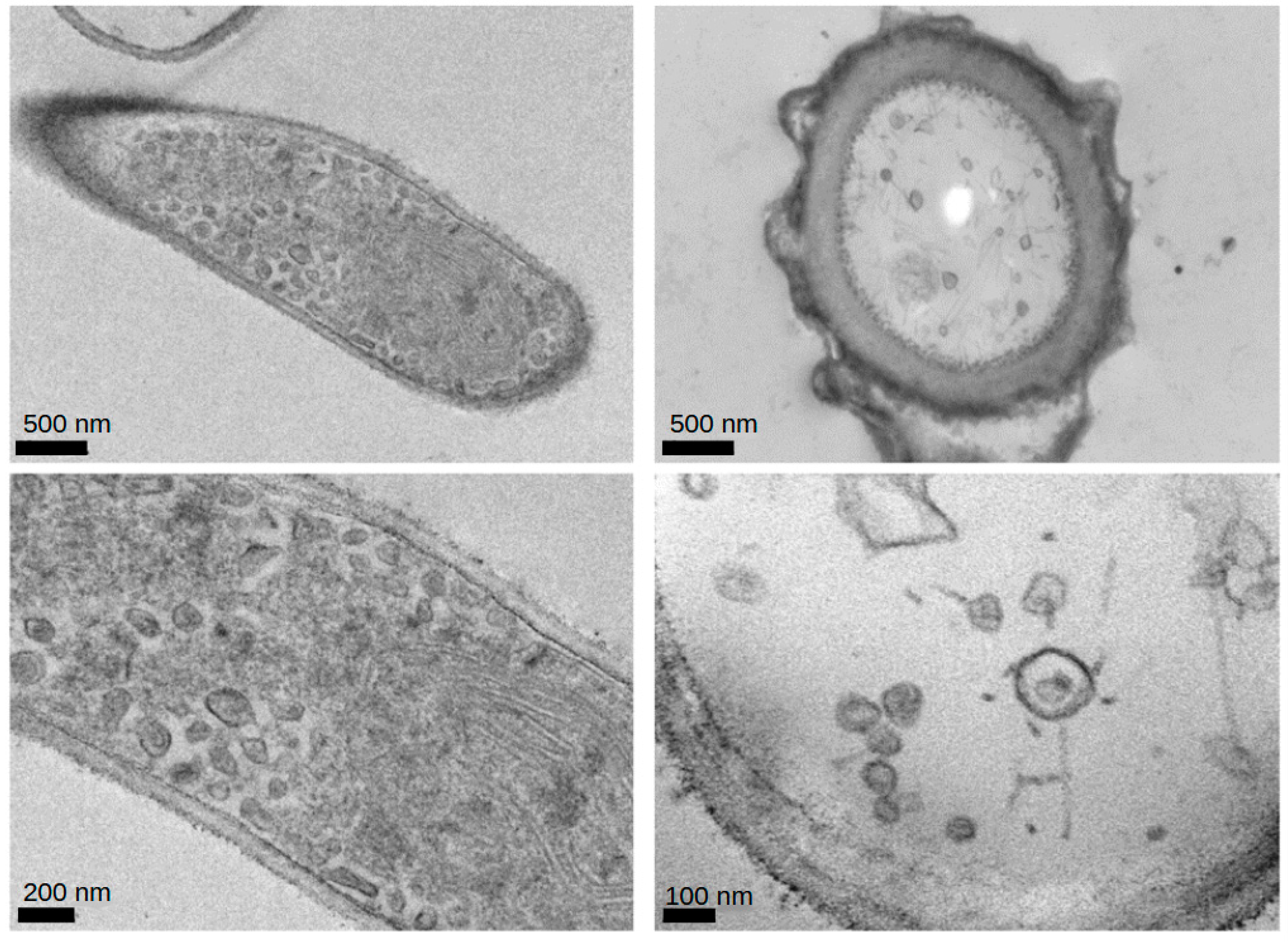 Ijms 25 10361 g001 Ijms 25 10361 g001