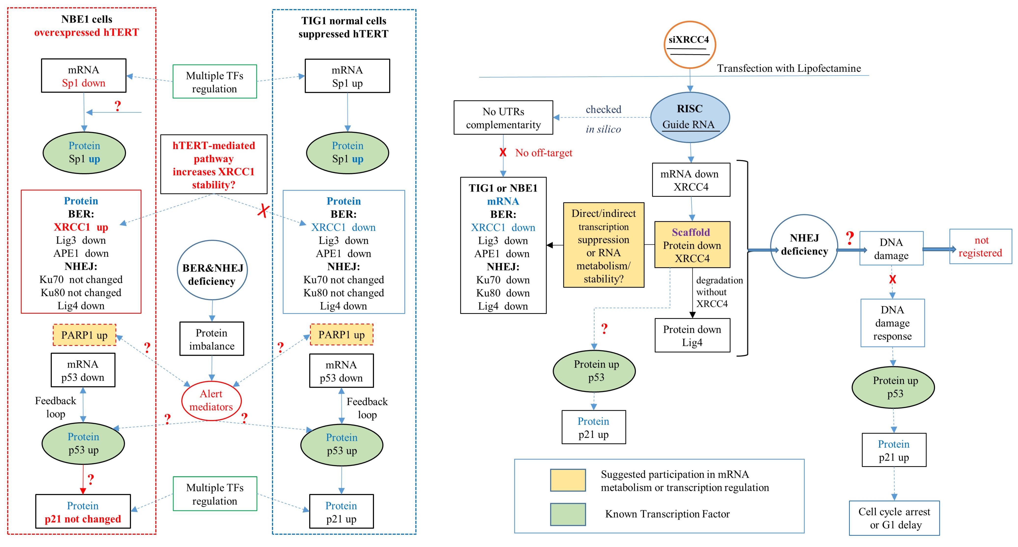 Ijms 25 10405 sch001