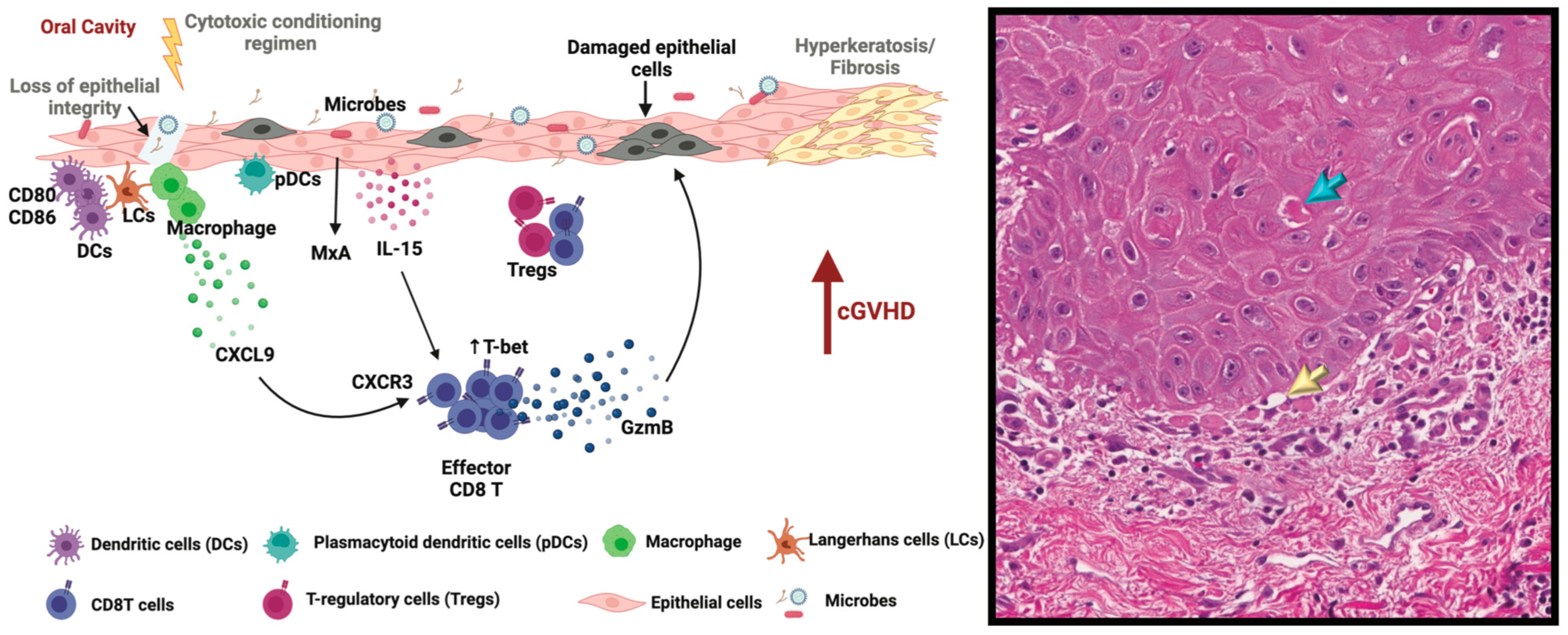 Ijms 25 10411 g002 Ijms 25 10411 g002