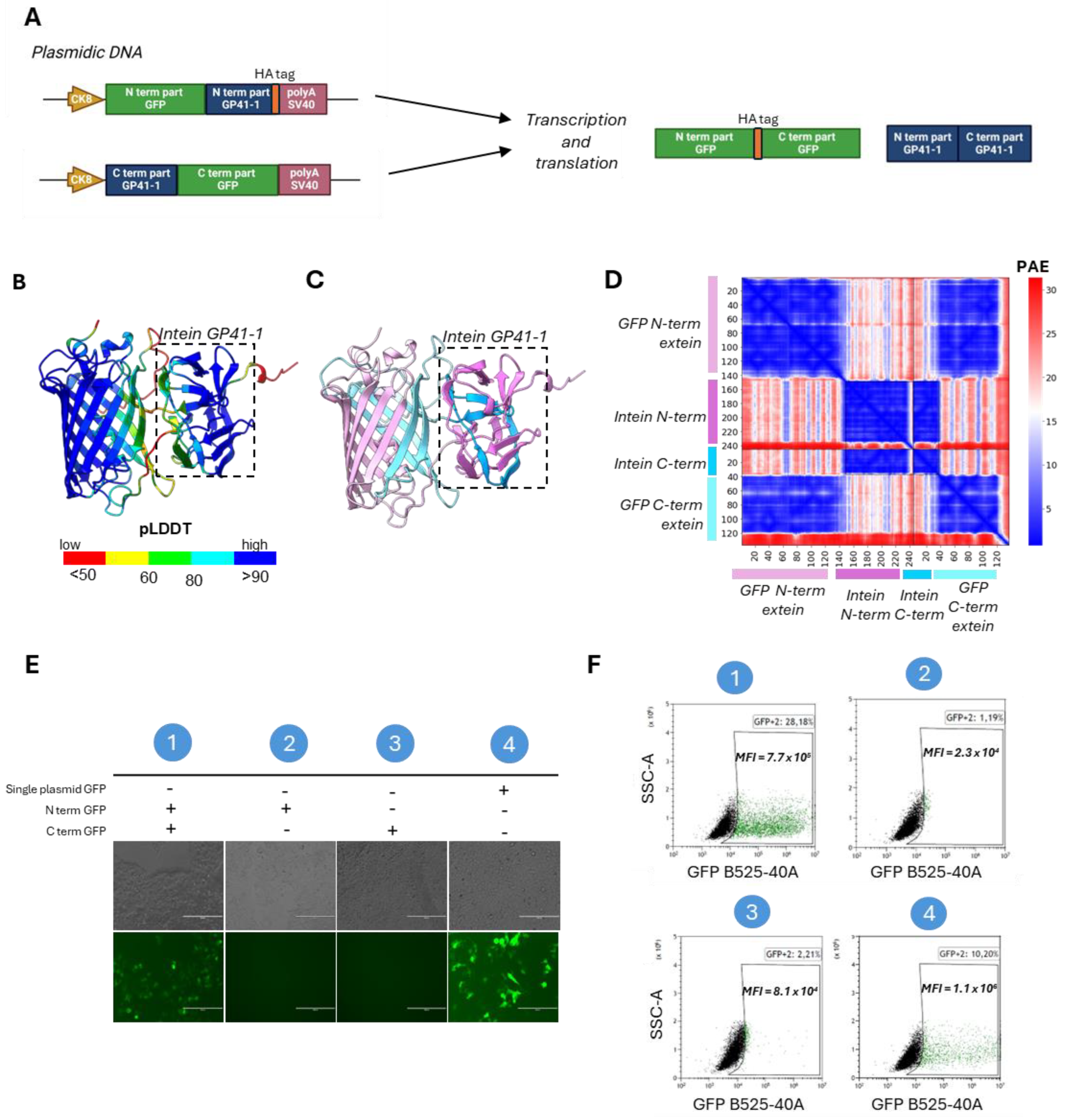 Ijms 25 10444 g002 Ijms 25 10444 g002