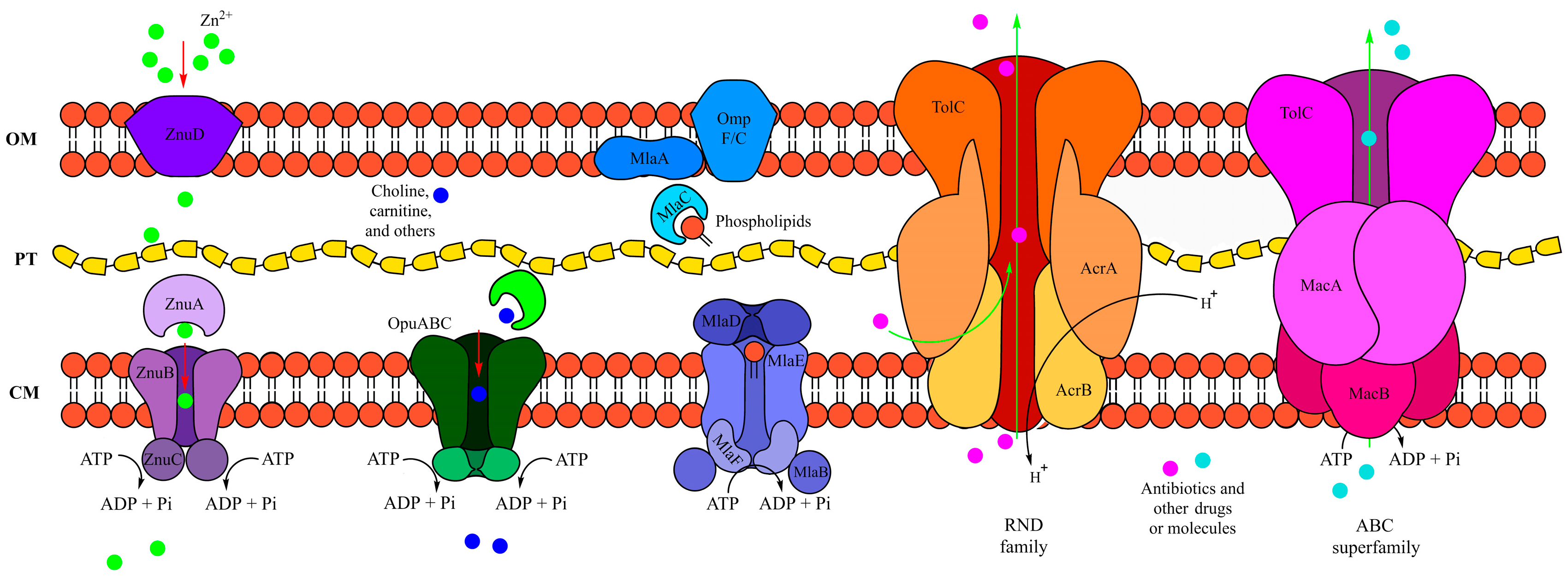 Ijms 25 10471 g006 Ijms 25 10471 g006