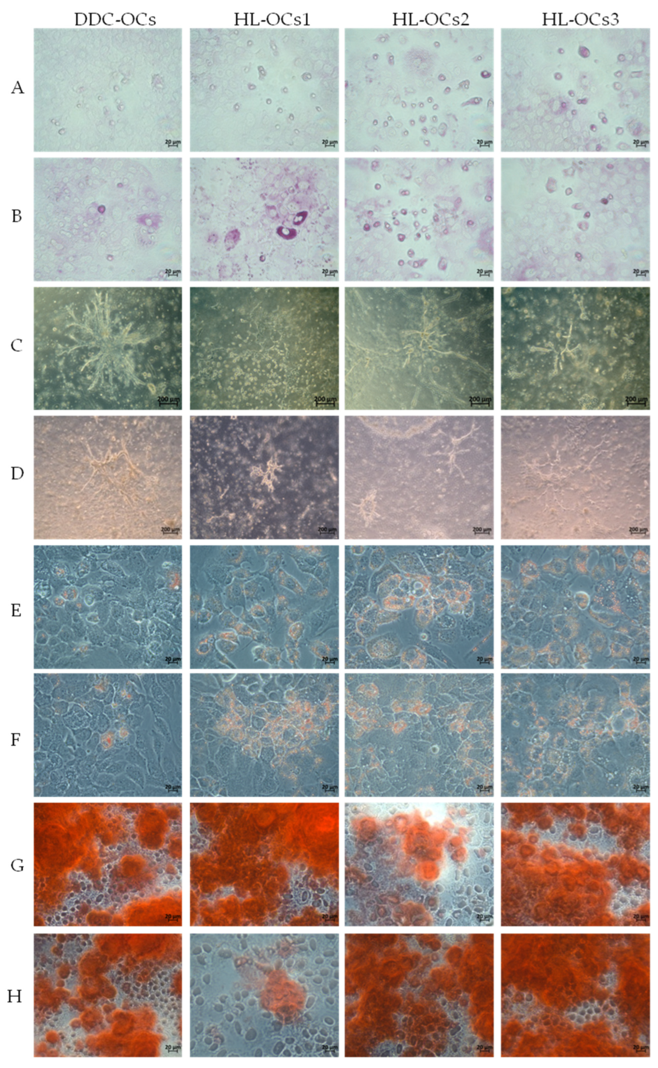 Ijms 25 10497 g005 Ijms 25 10497 g005