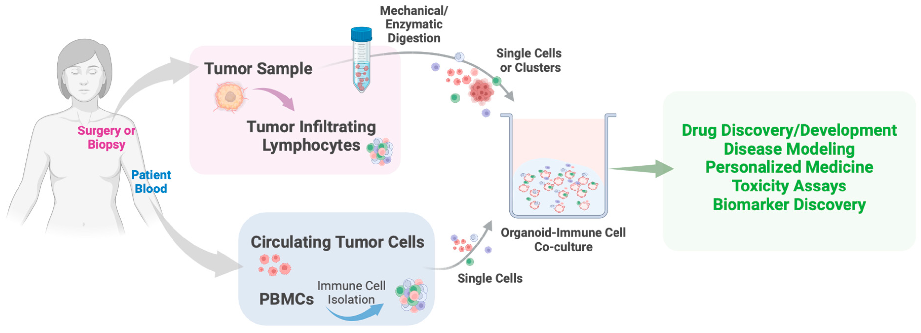 Ijms 25 10503 g003 Ijms 25 10503 g003