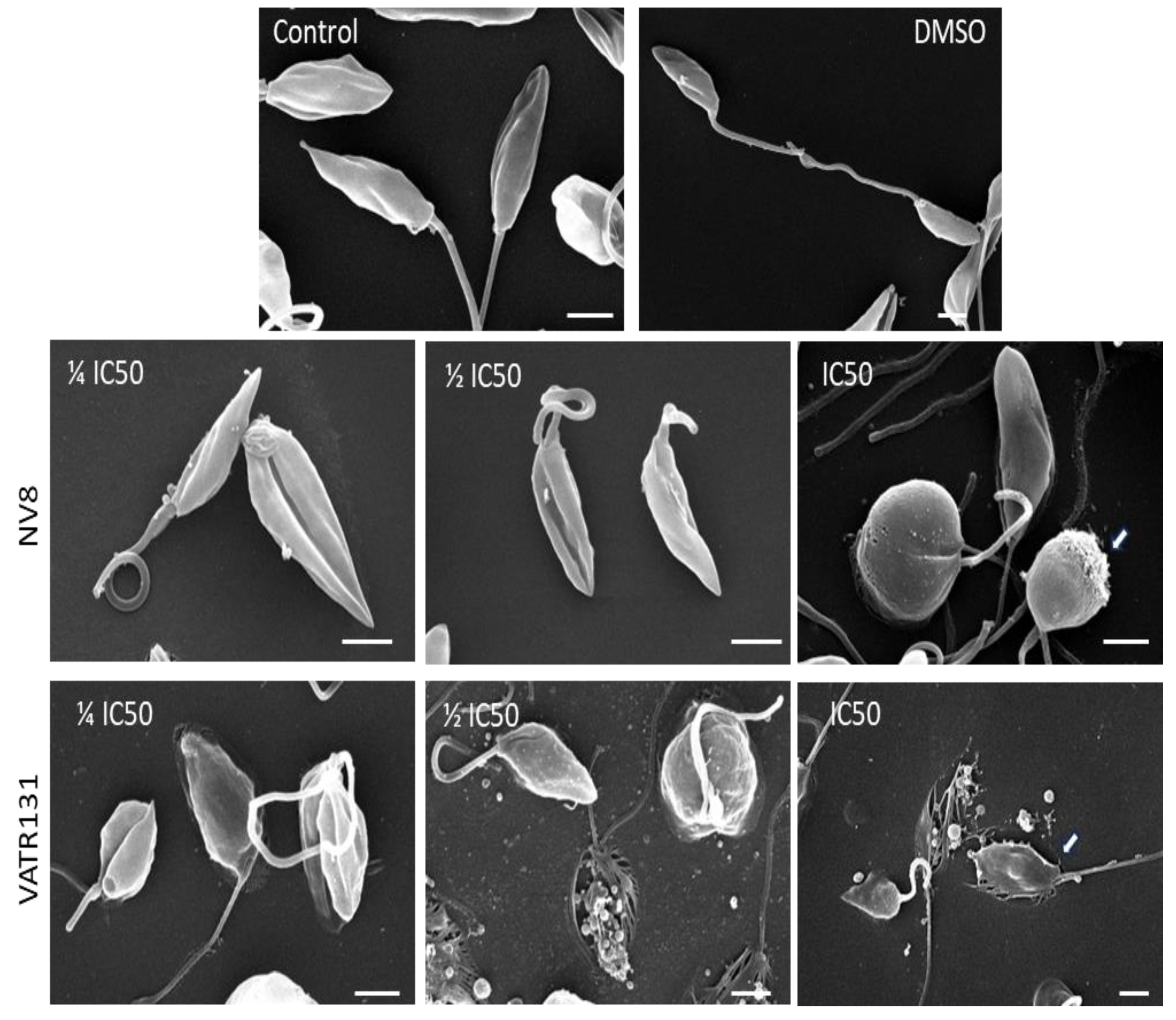 Ijms 25 10582 g004 Ijms 25 10582 g004