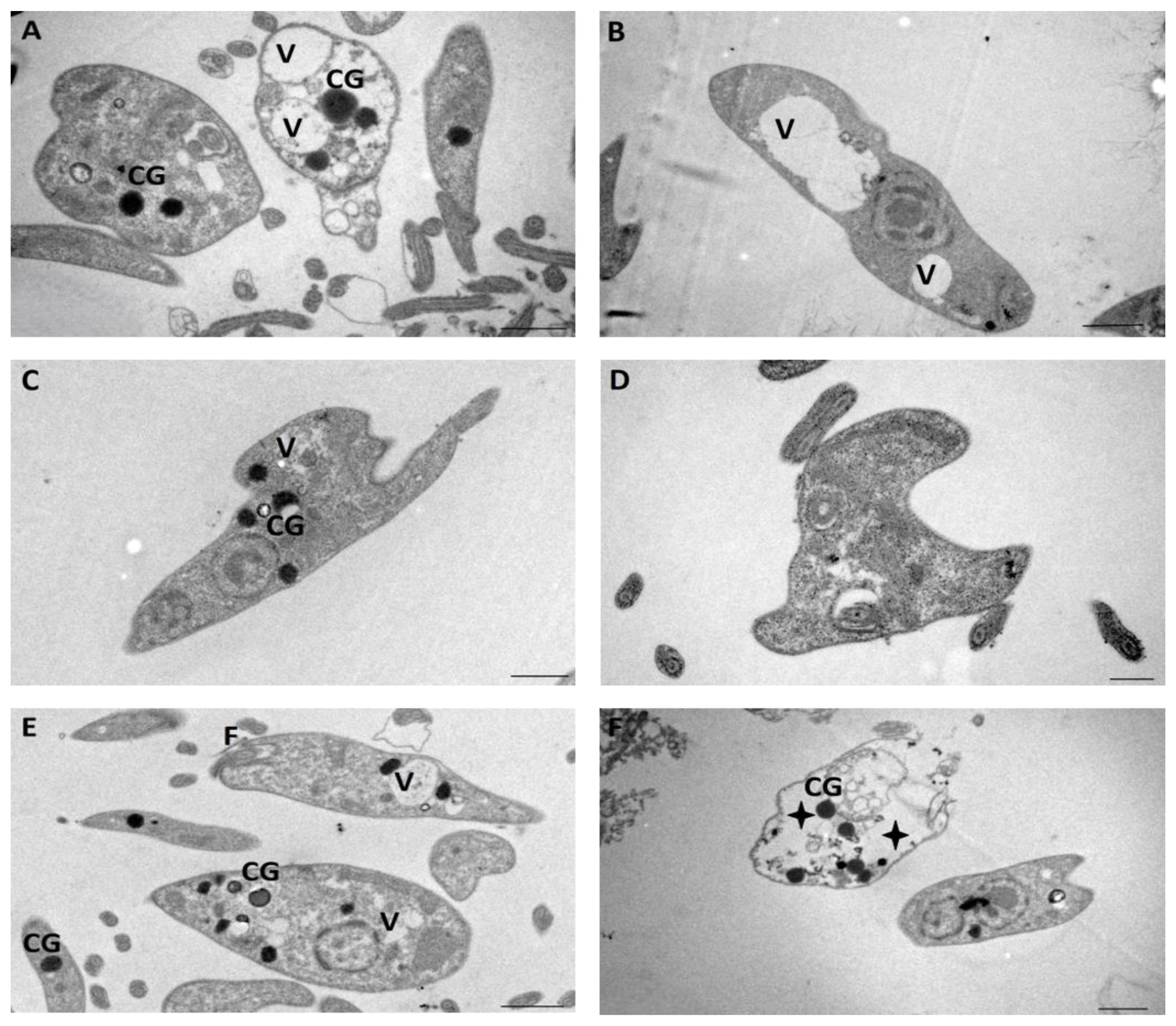 Ijms 25 10582 g006 Ijms 25 10582 g006