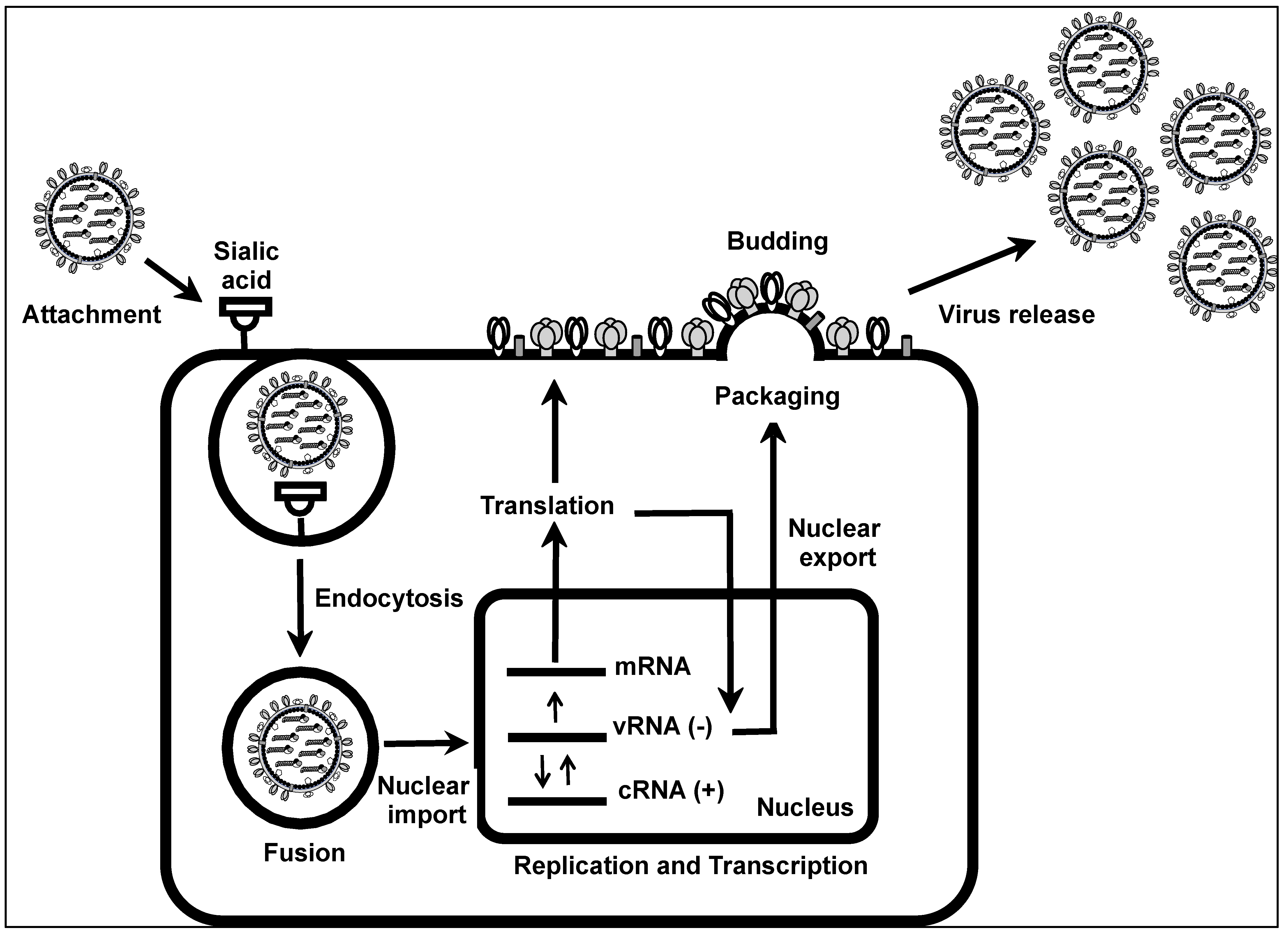 Ijms 25 10584 g002 Ijms 25 10584 g002