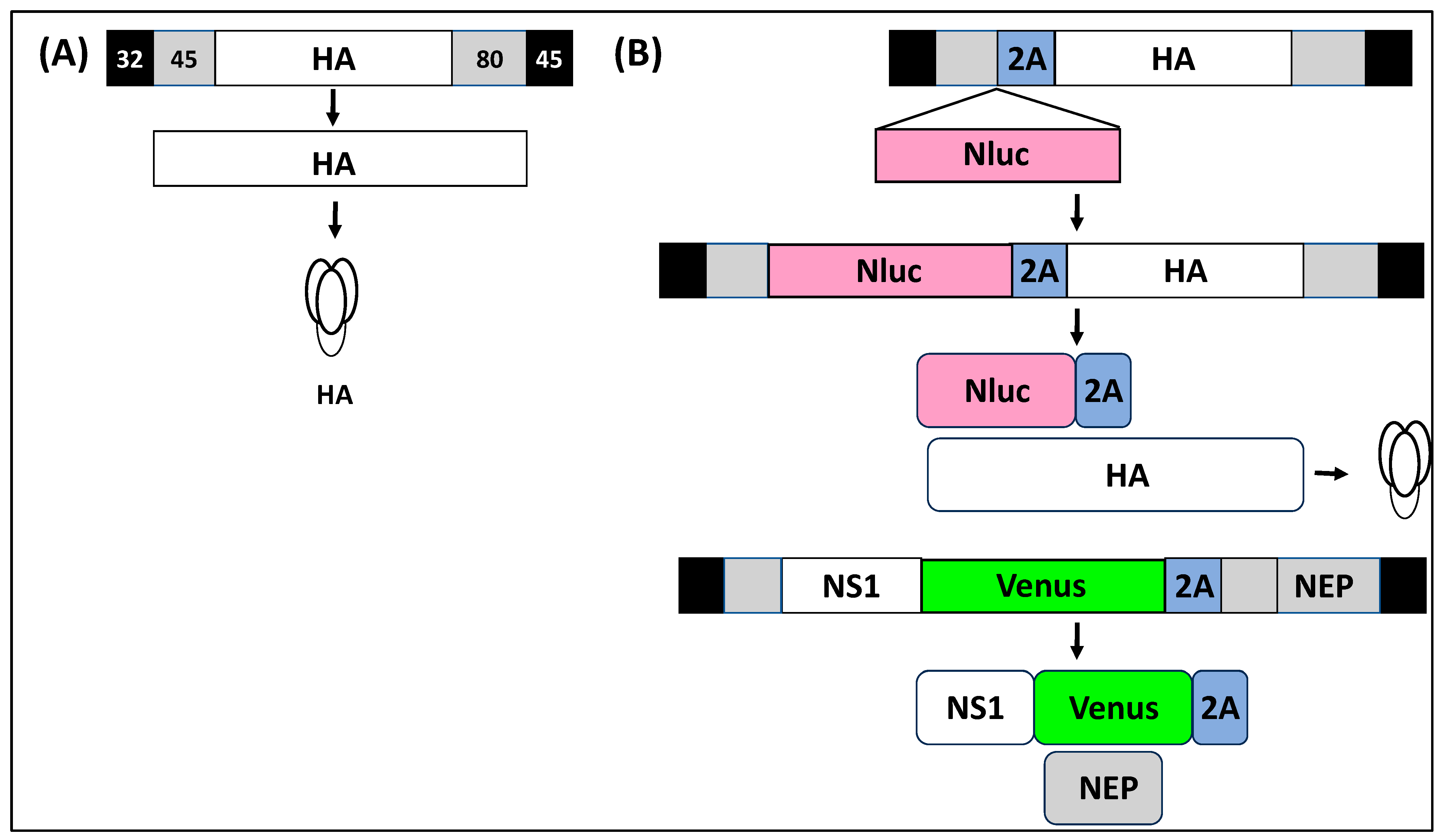 Ijms 25 10584 g005 Ijms 25 10584 g005