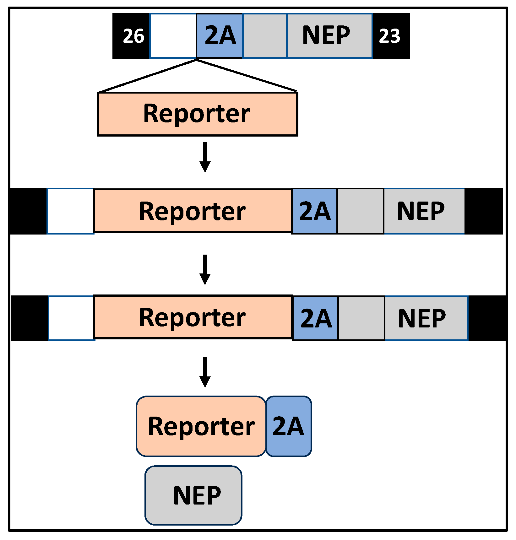 Ijms 25 10584 g006 Ijms 25 10584 g006