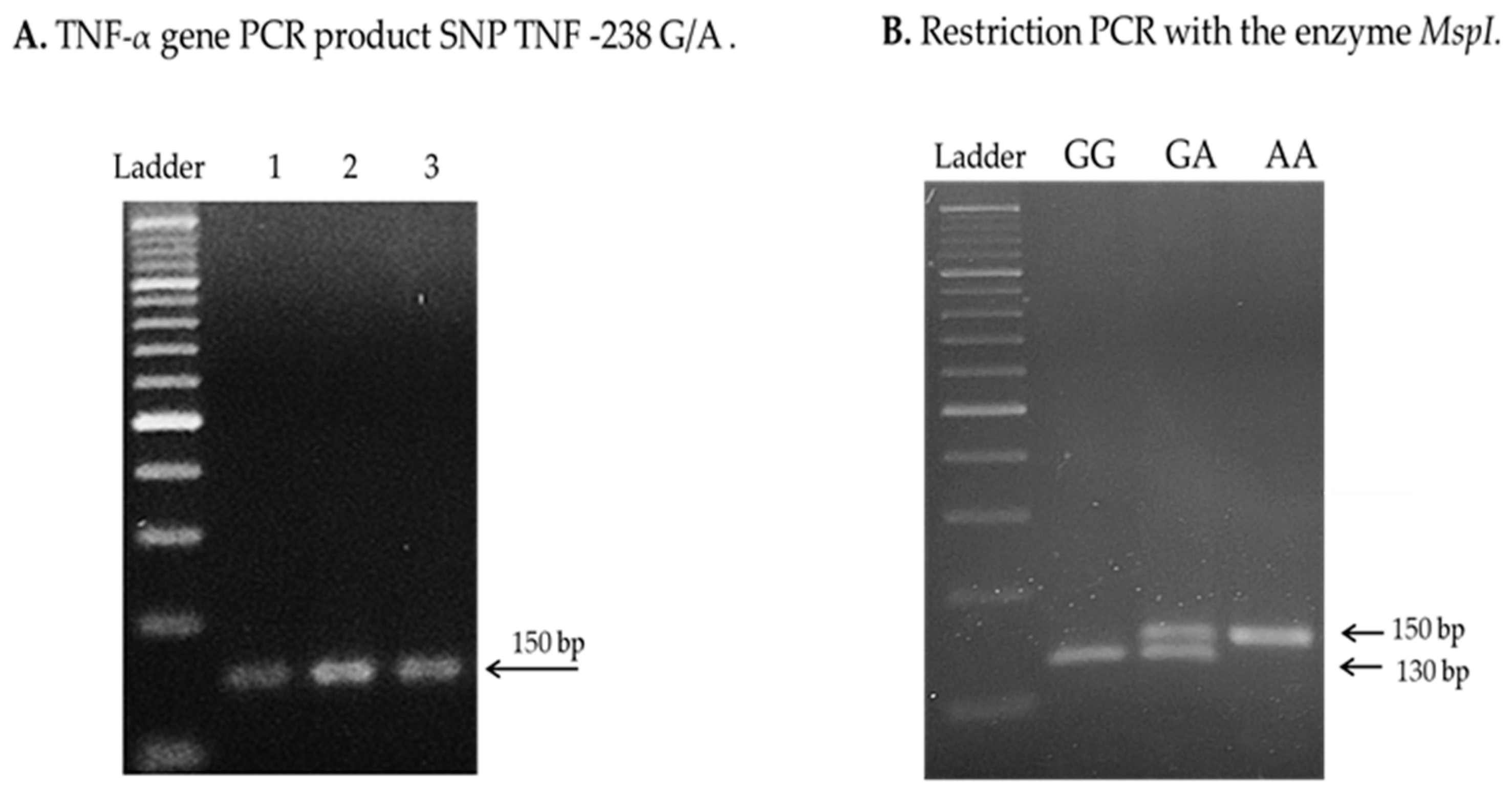 Ijms 25 10590 g0a1 Ijms 25 10590 g0a1