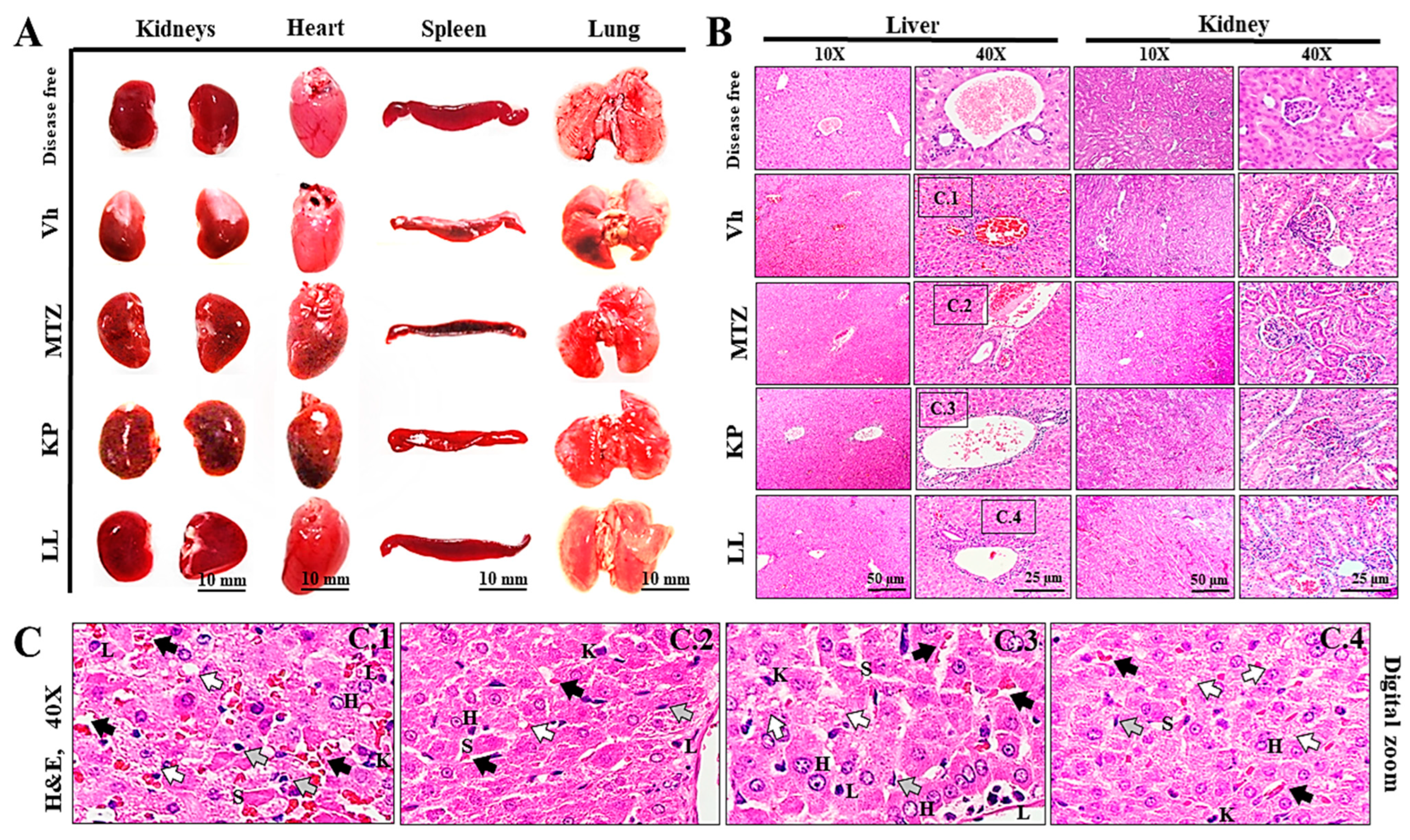 Ijms 25 10633 g003 Ijms 25 10633 g003