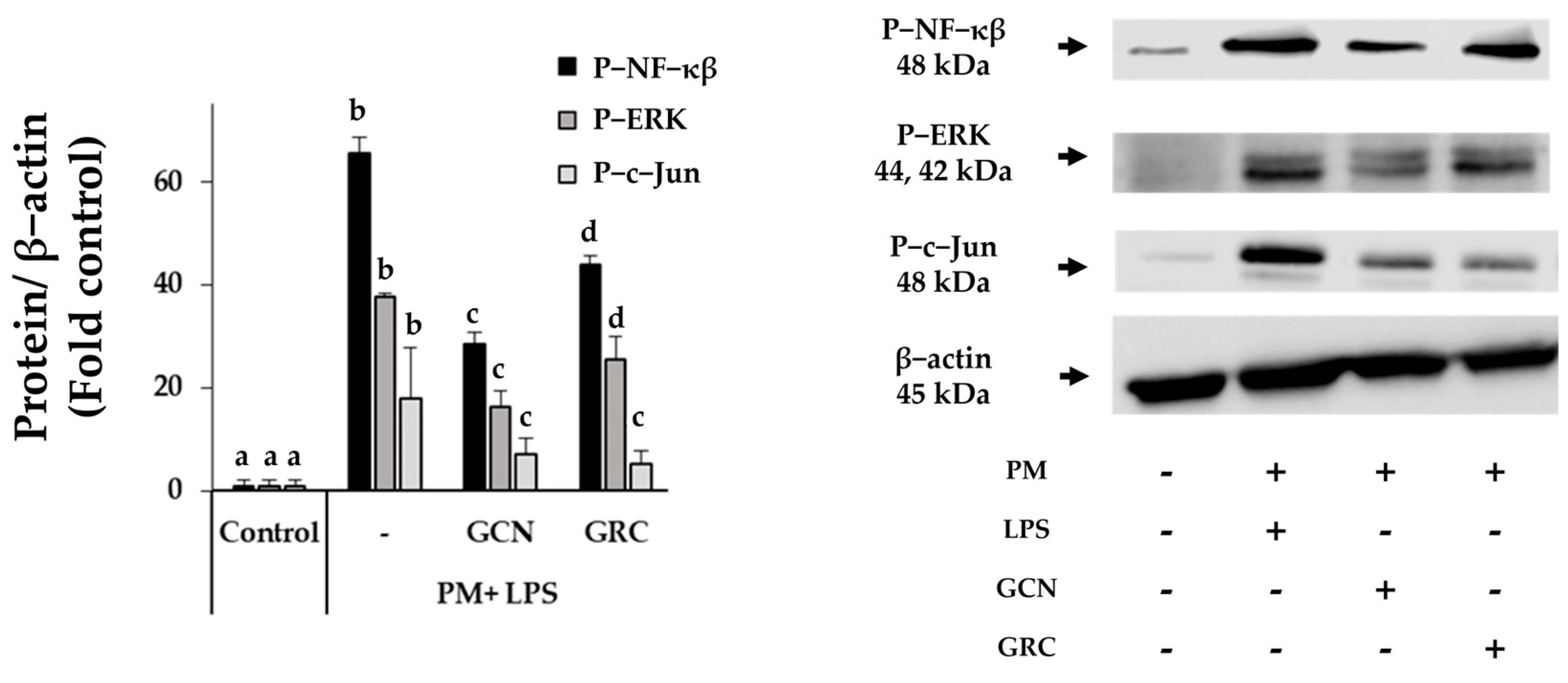 Ijms 25 10642 g006 Ijms 25 10642 g006