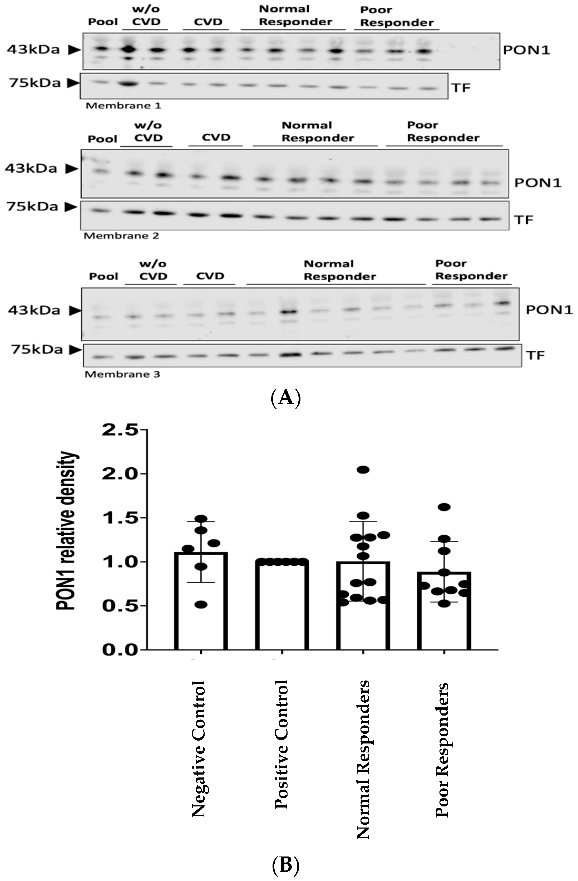 Ijms 25 10657 g002 Ijms 25 10657 g002