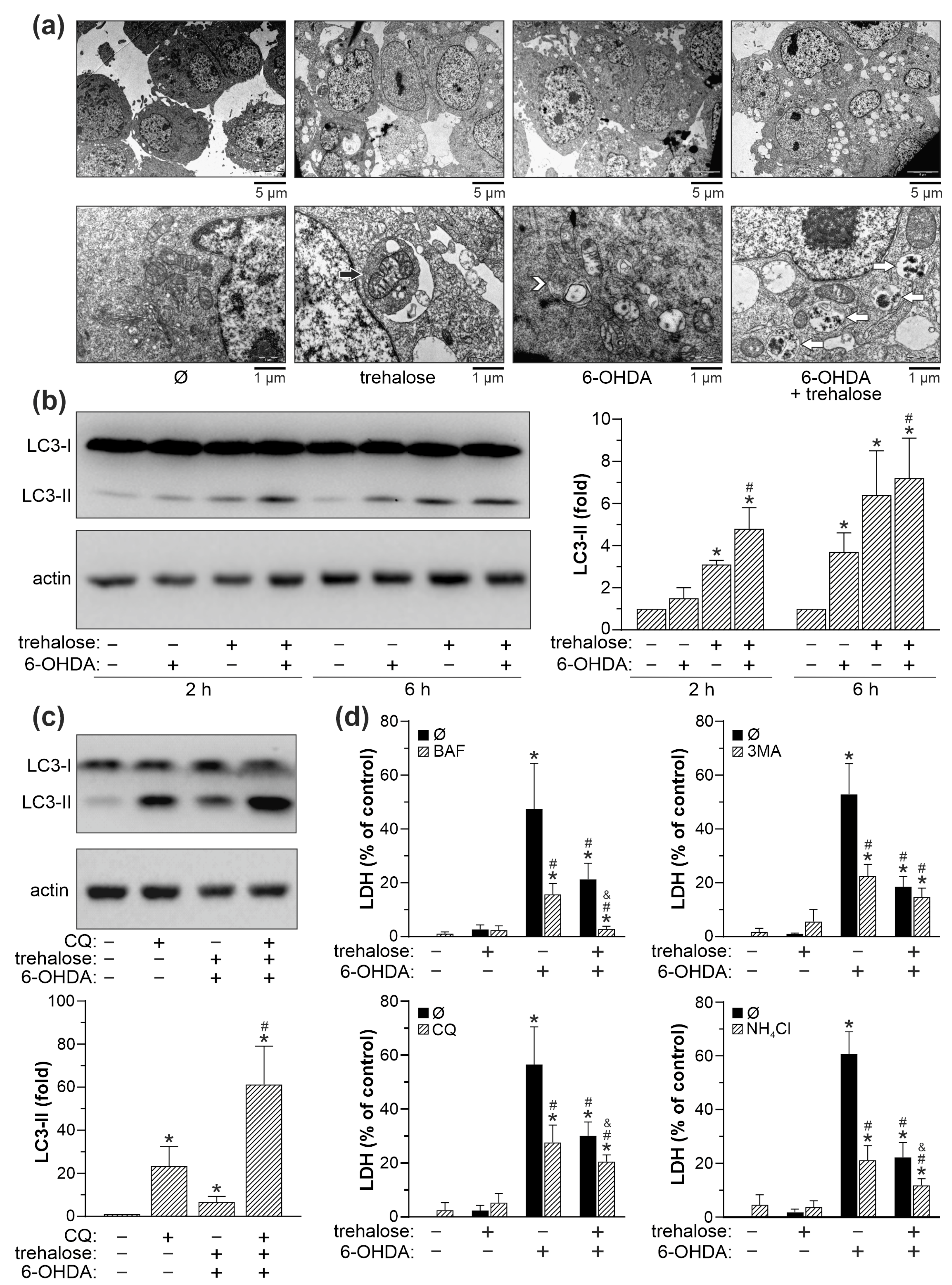 Ijms 25 10659 g005 Ijms 25 10659 g005