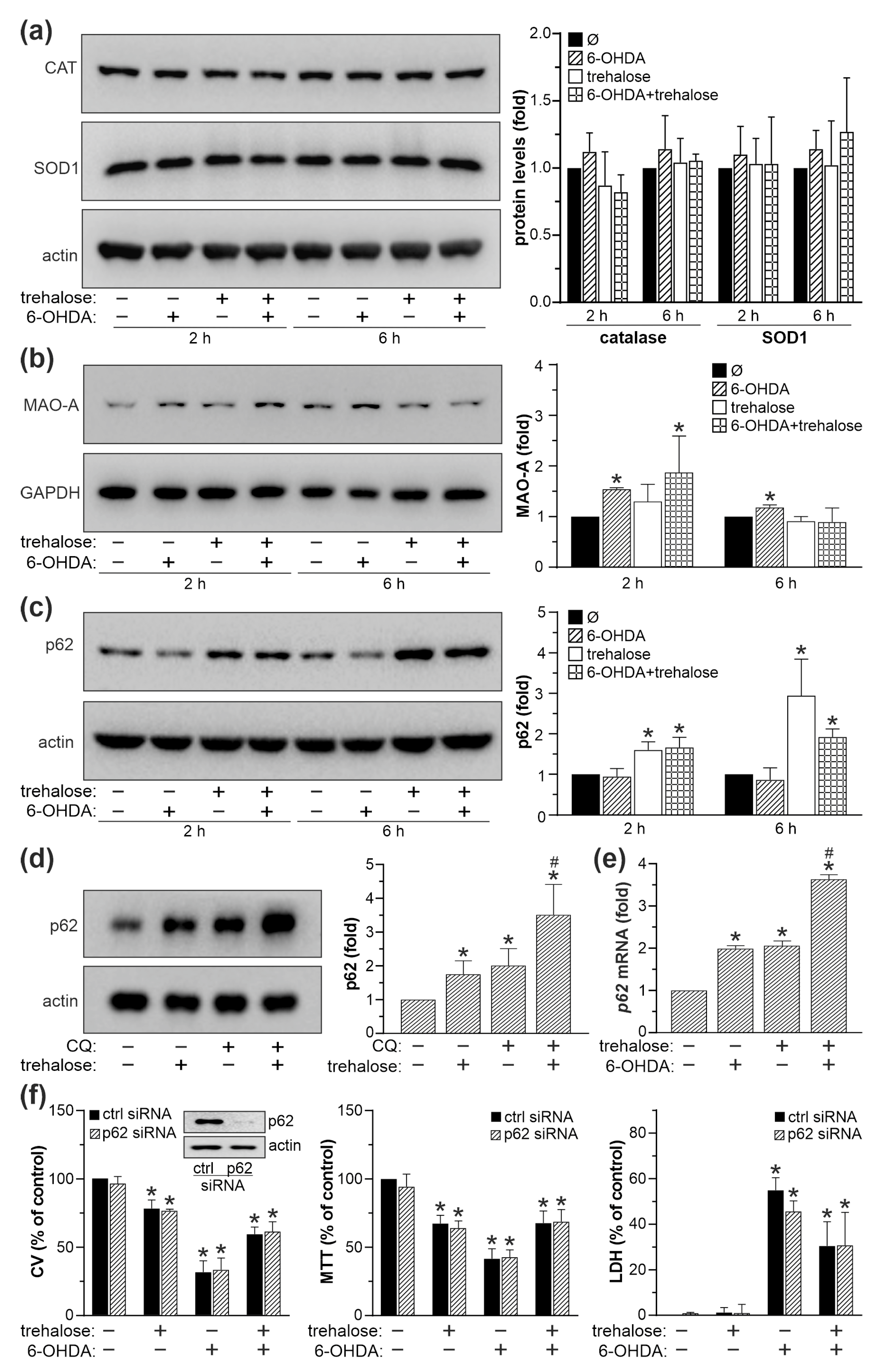 Ijms 25 10659 g006 Ijms 25 10659 g006