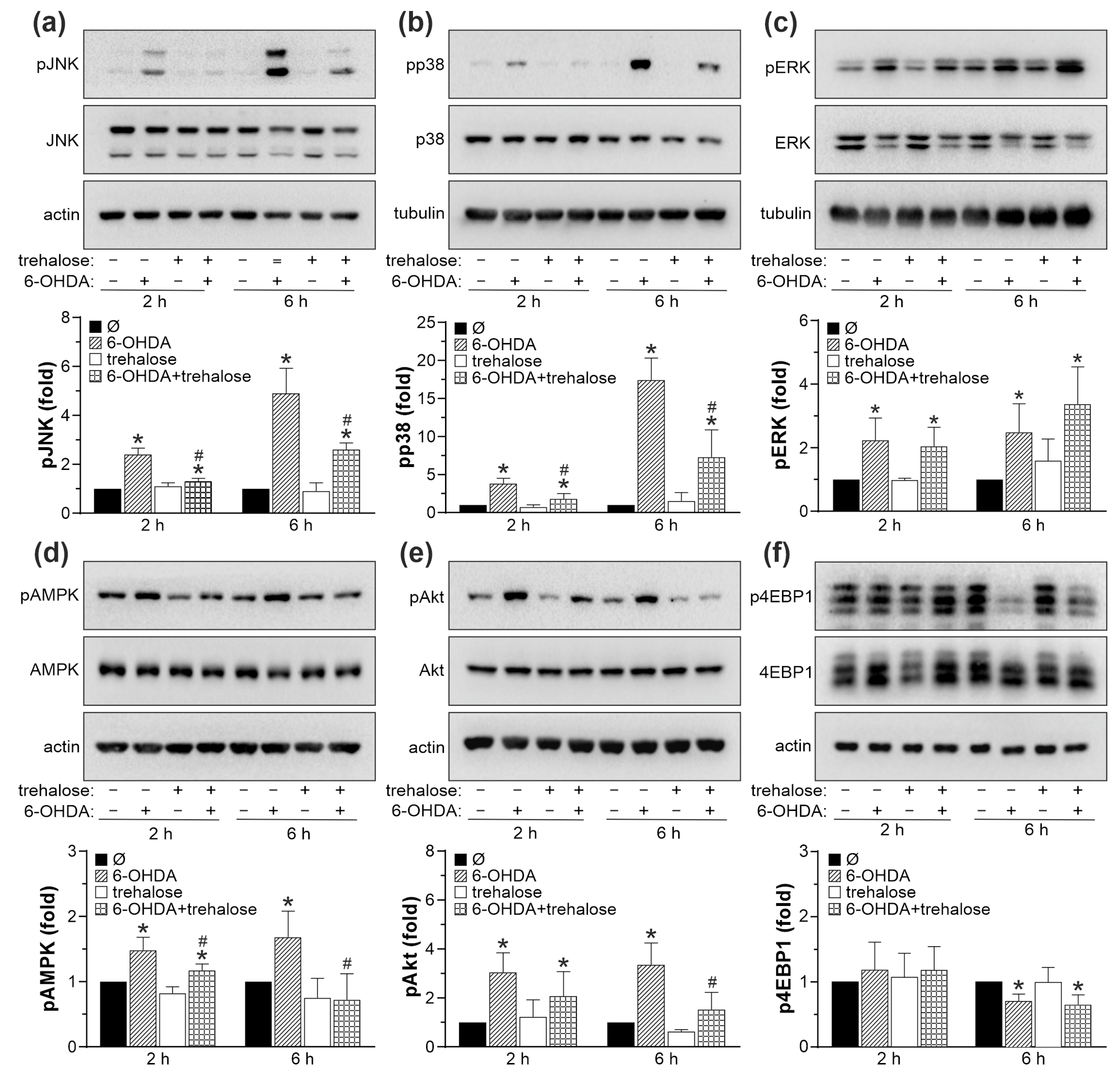 Ijms 25 10659 g007 Ijms 25 10659 g007