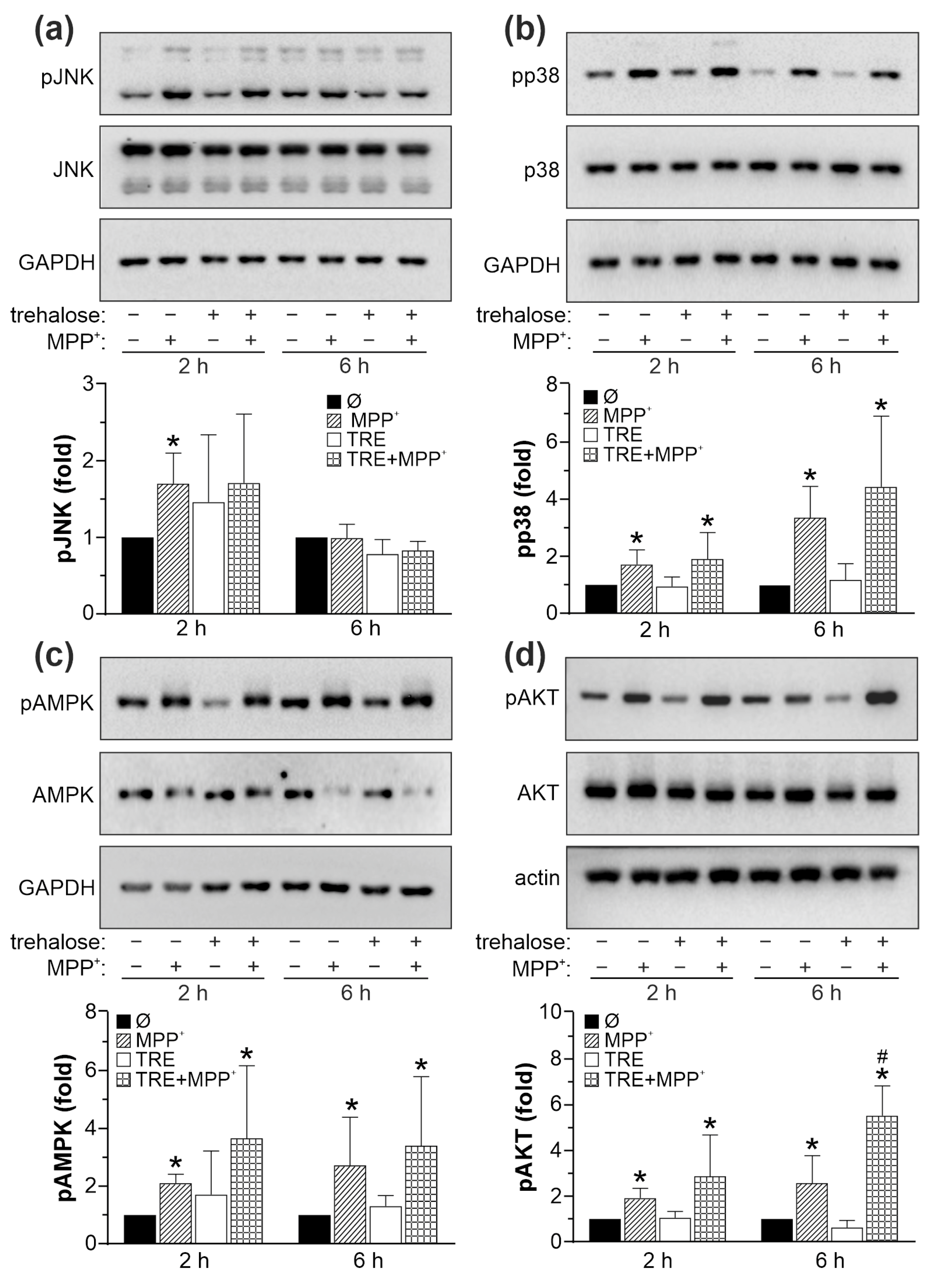 Ijms 25 10659 g010 Ijms 25 10659 g010