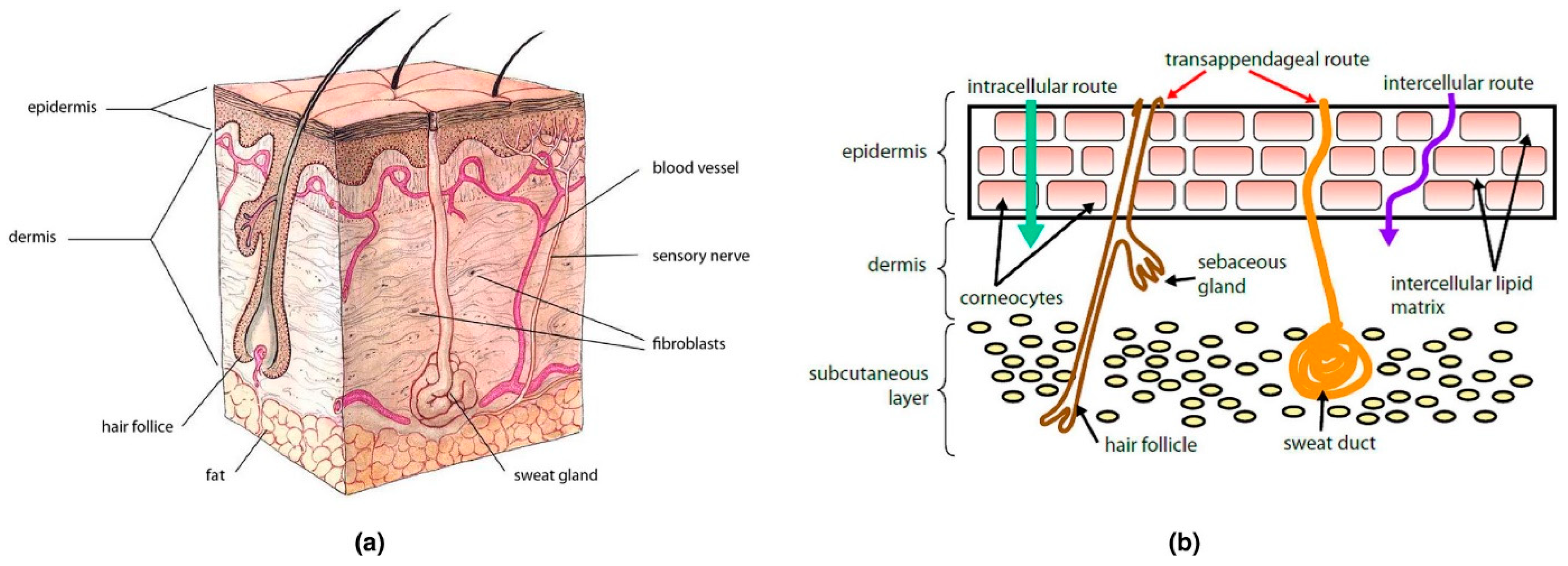 Ijms 25 10766 g003 Ijms 25 10766 g003