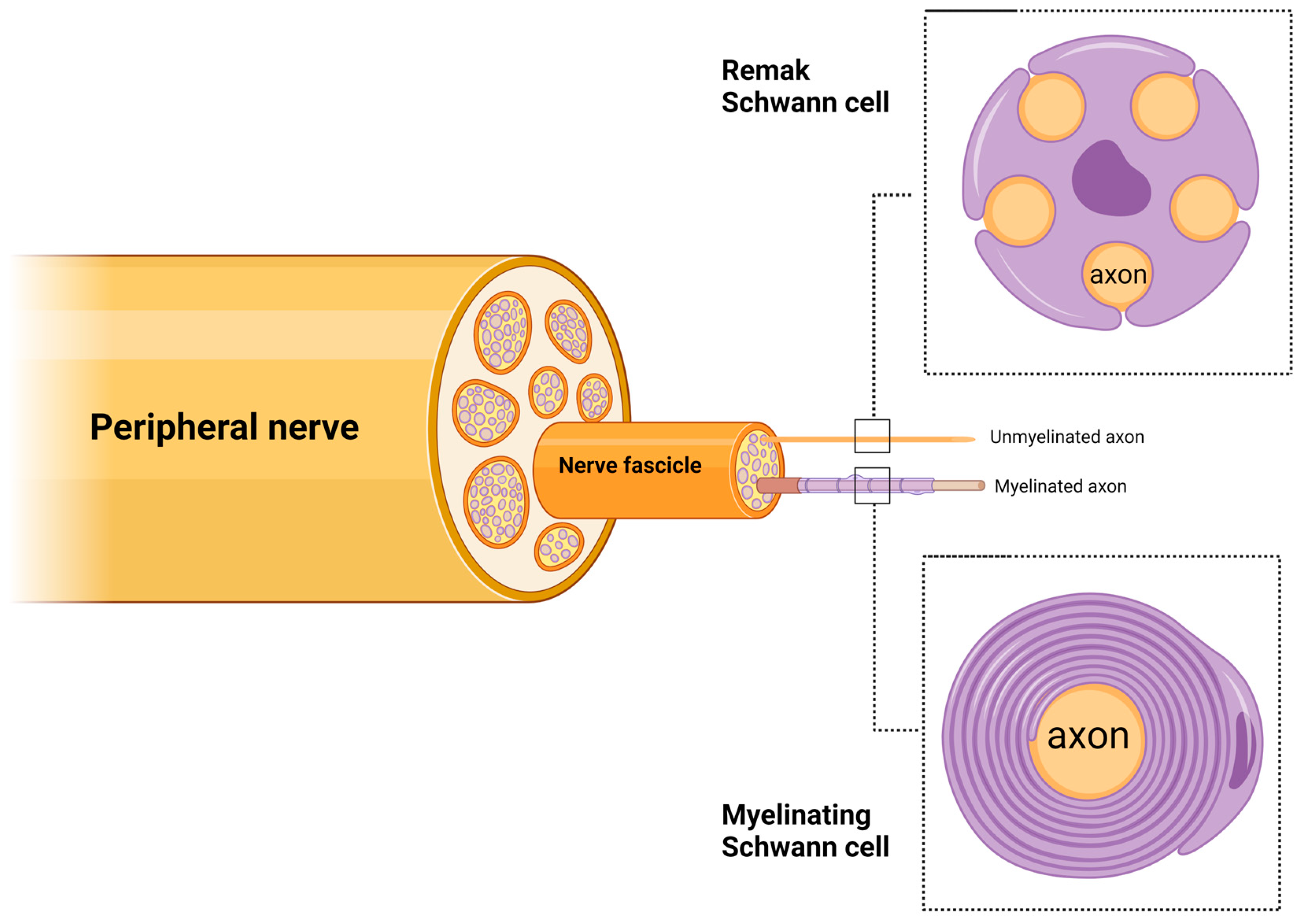 Ijms 25 10785 g002 Ijms 25 10785 g002