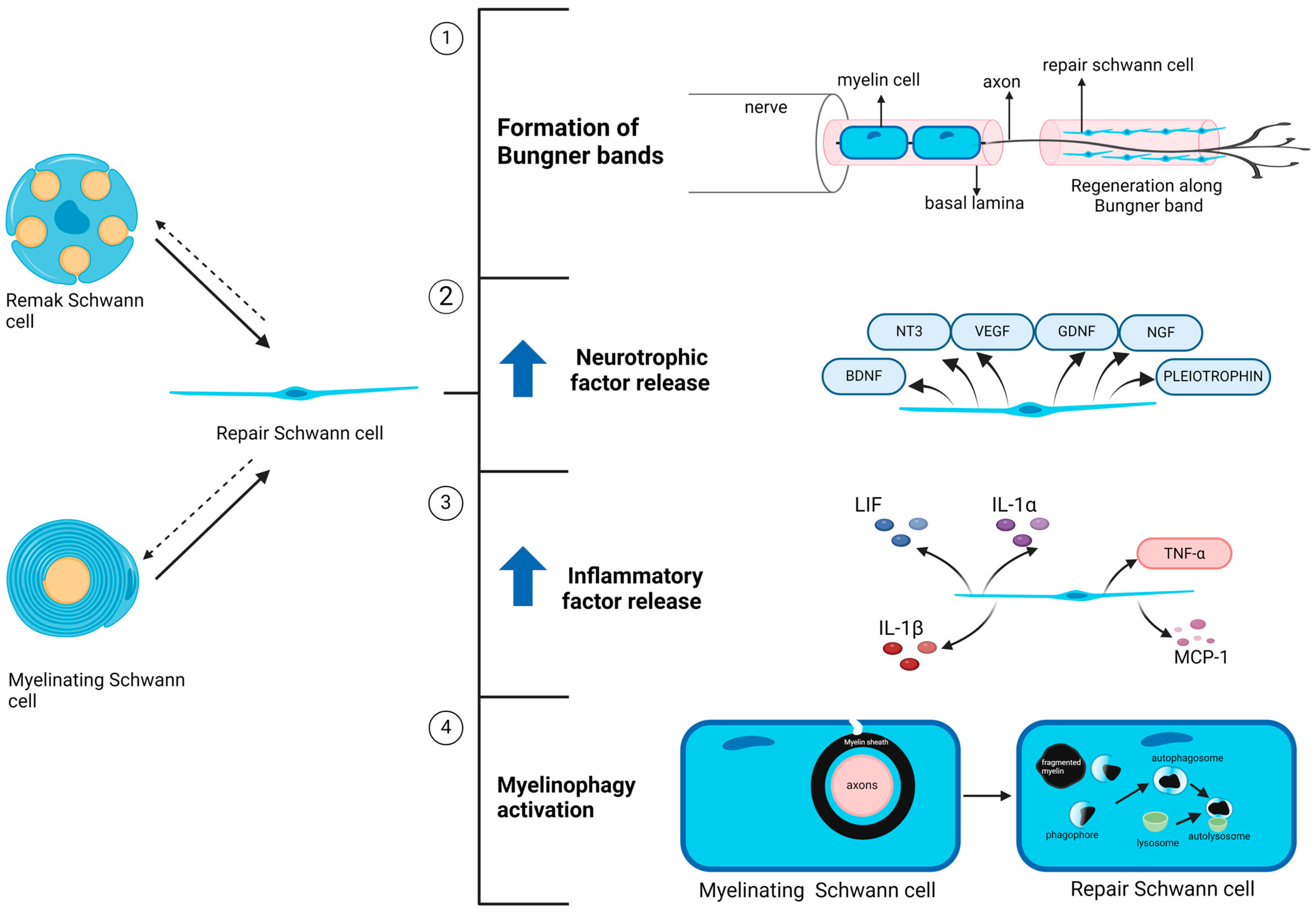 Ijms 25 10785 g003 Ijms 25 10785 g003