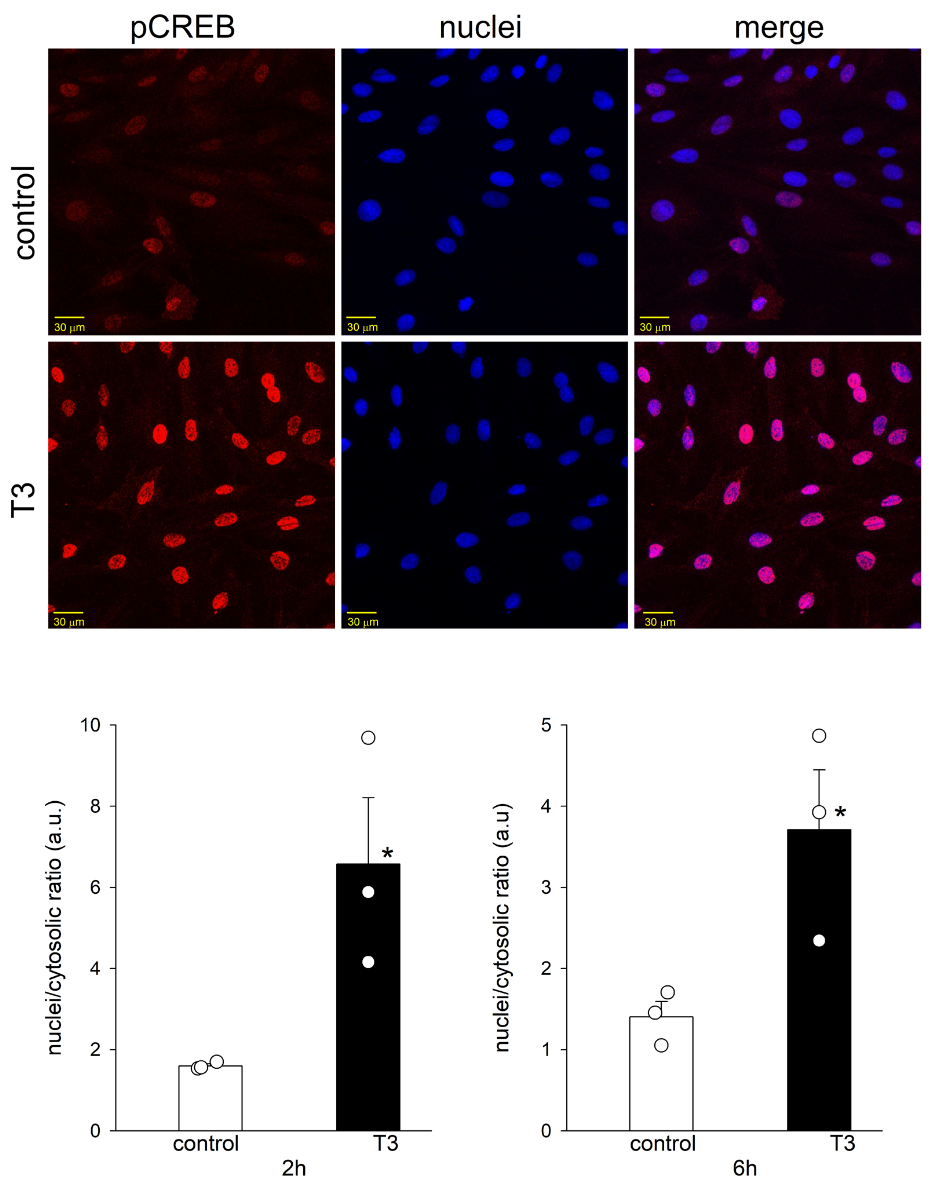 Ijms 25 10798 g005 Ijms 25 10798 g005