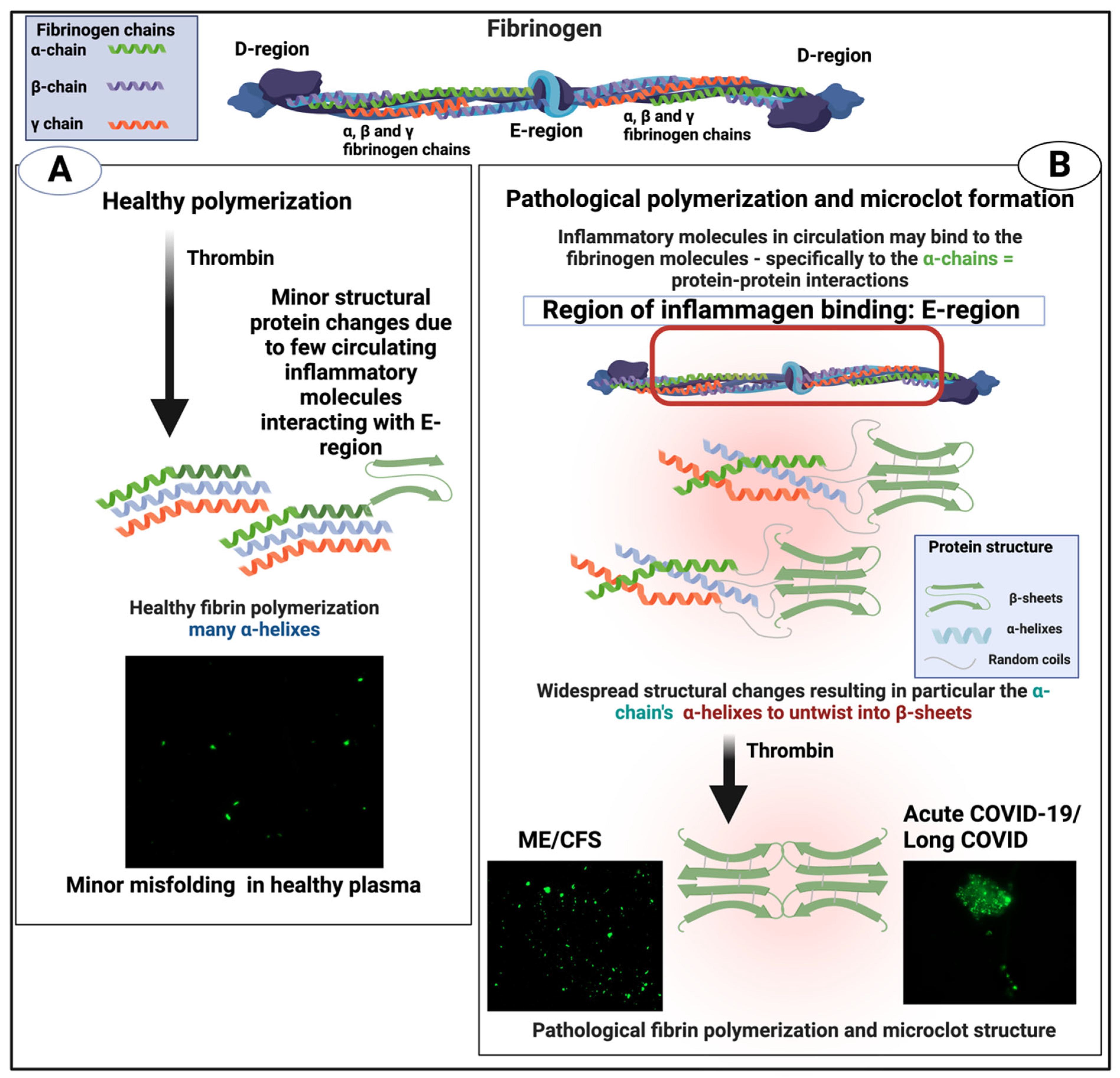 Ijms 25 10809 g018 Ijms 25 10809 g018