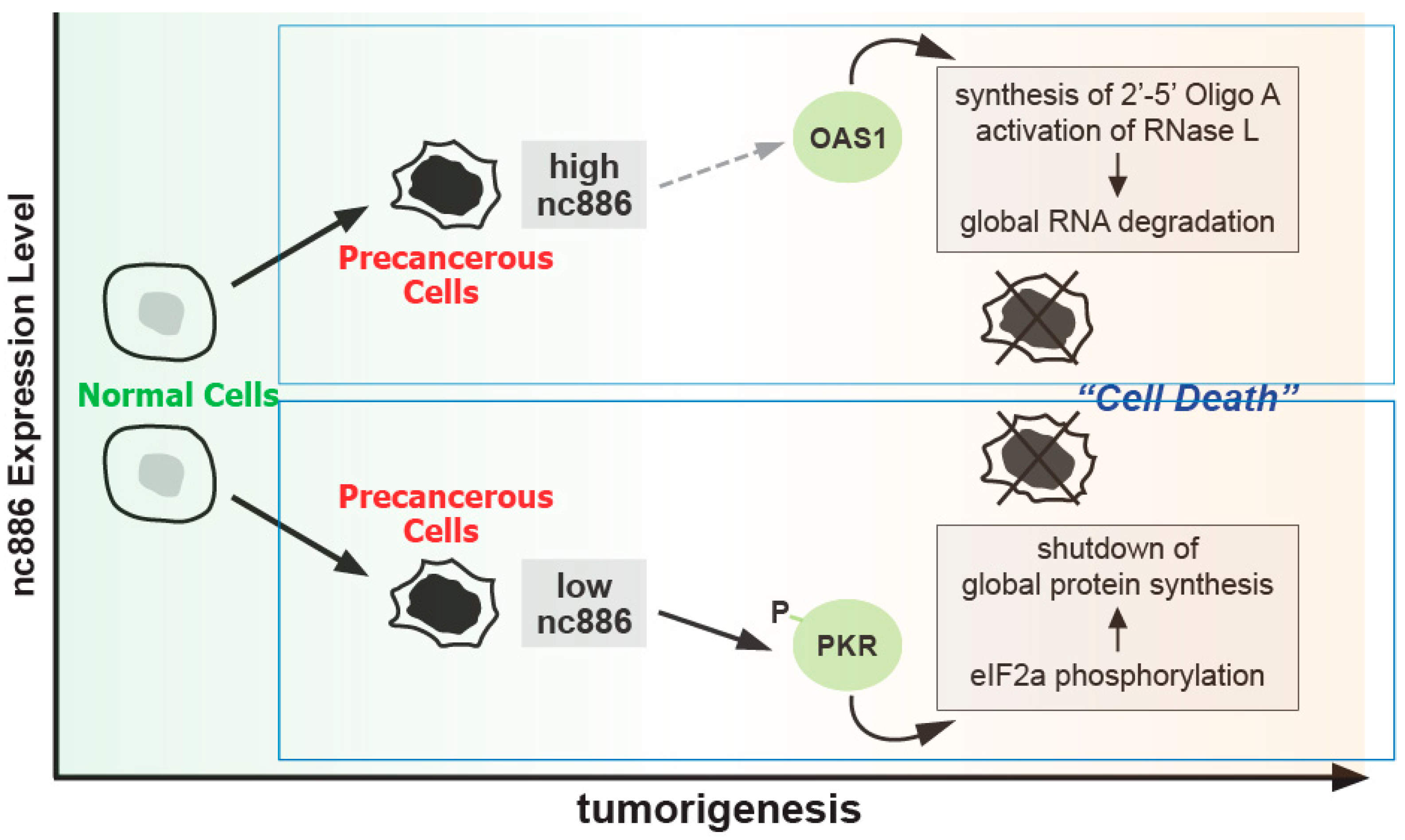 Ijms 25 10825 g003 Ijms 25 10825 g003