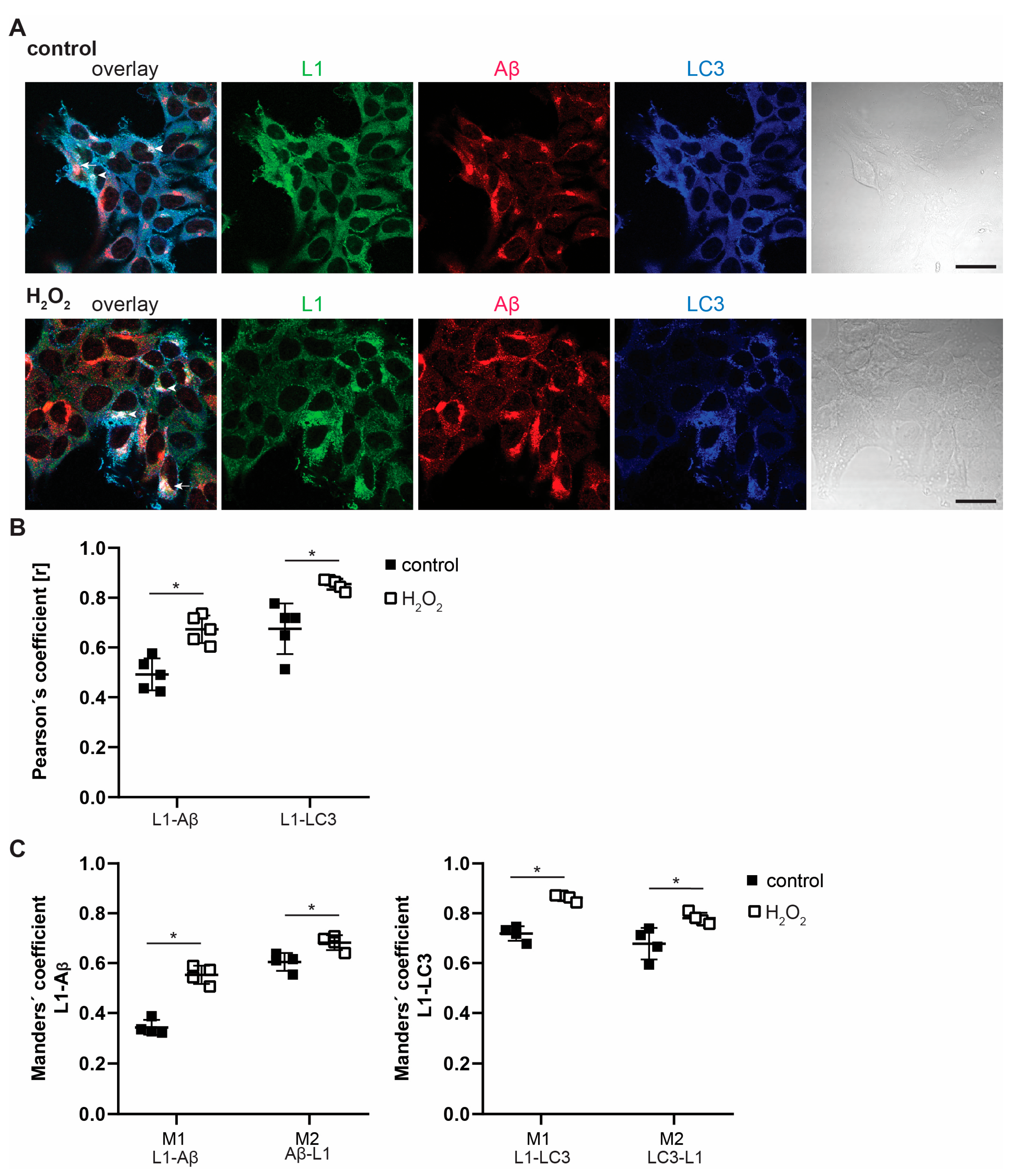 Ijms 25 10829 g002 Ijms 25 10829 g002