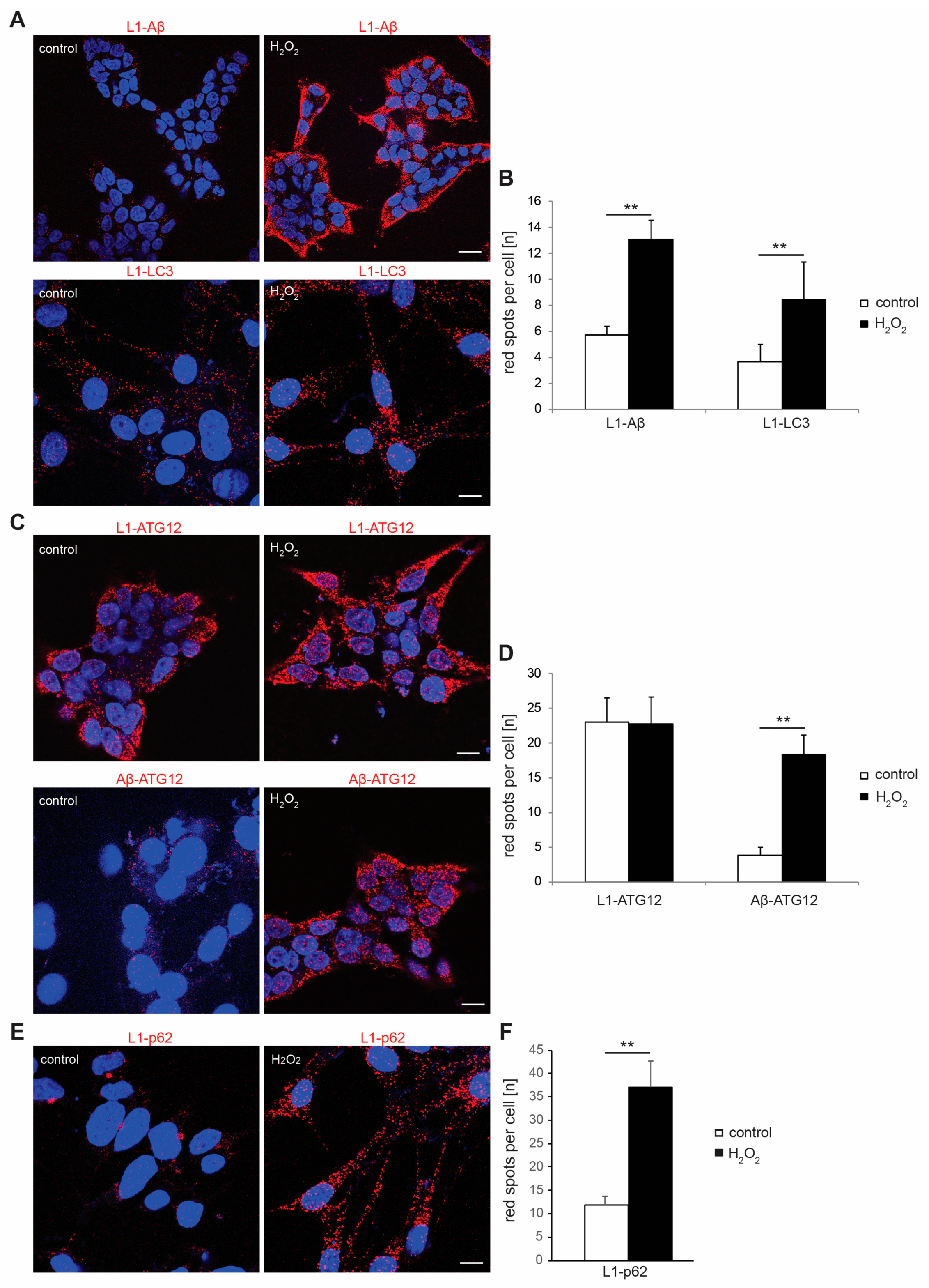 Ijms 25 10829 g003 Ijms 25 10829 g003