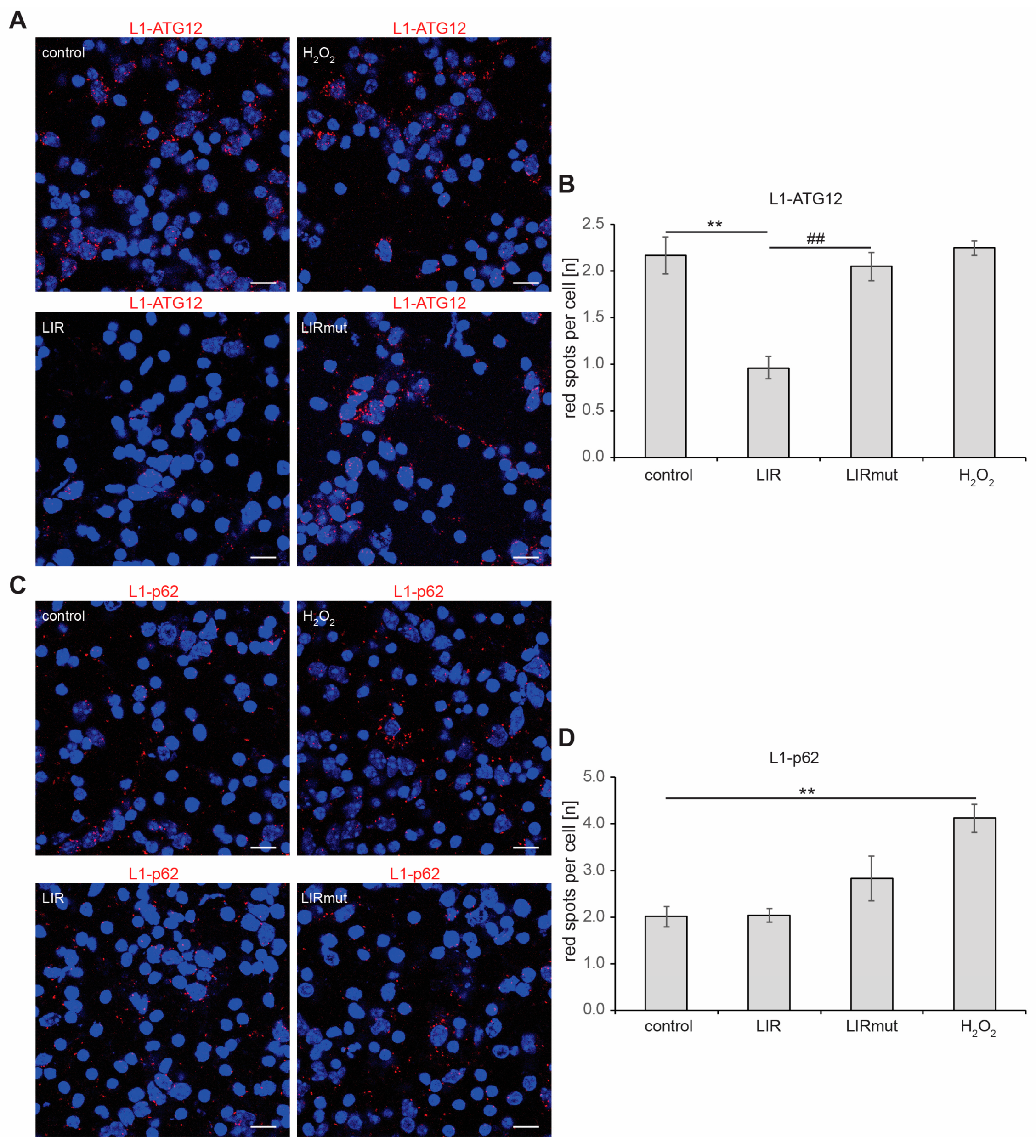 Ijms 25 10829 g004 Ijms 25 10829 g004