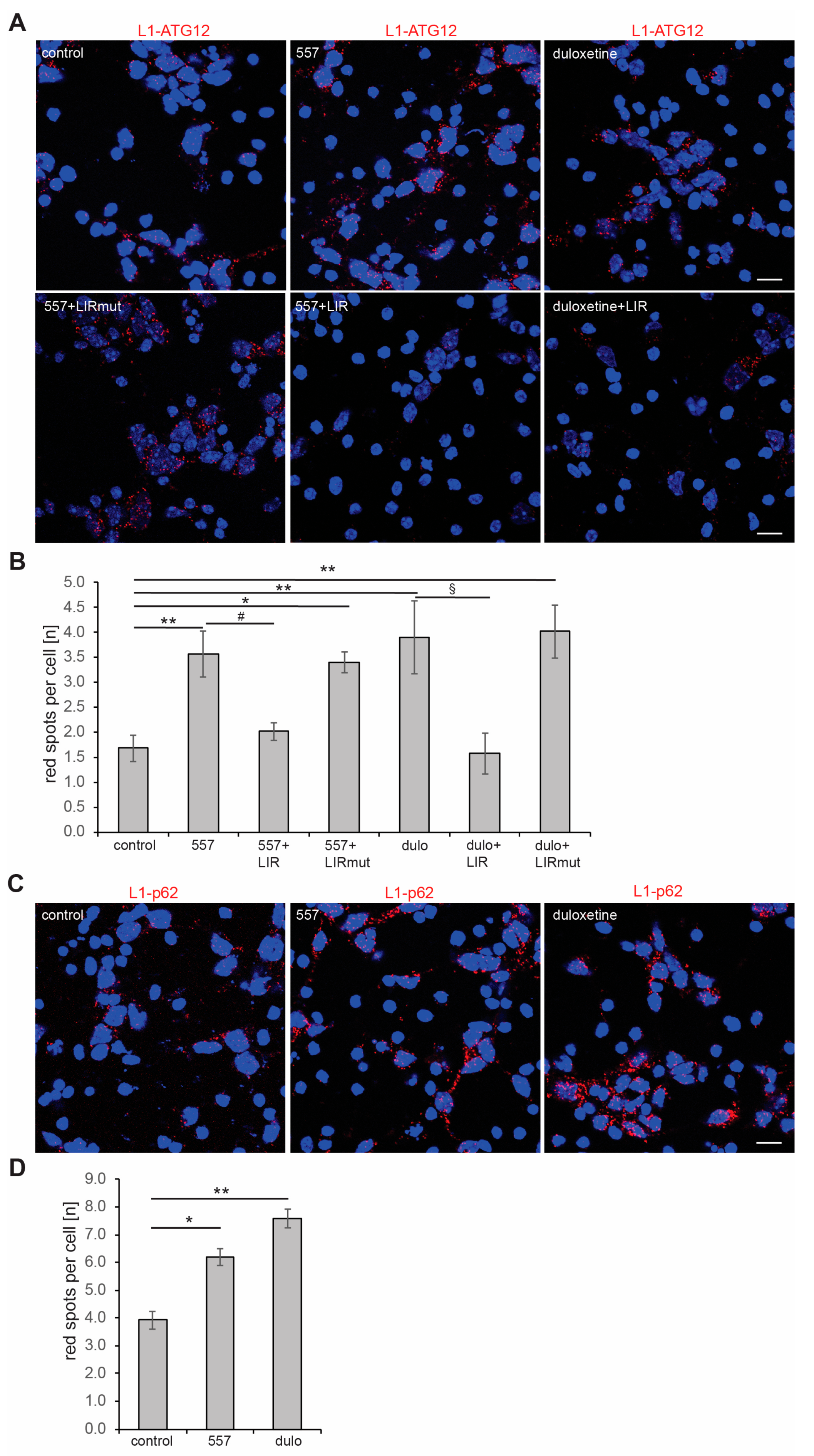 Ijms 25 10829 g005 Ijms 25 10829 g005
