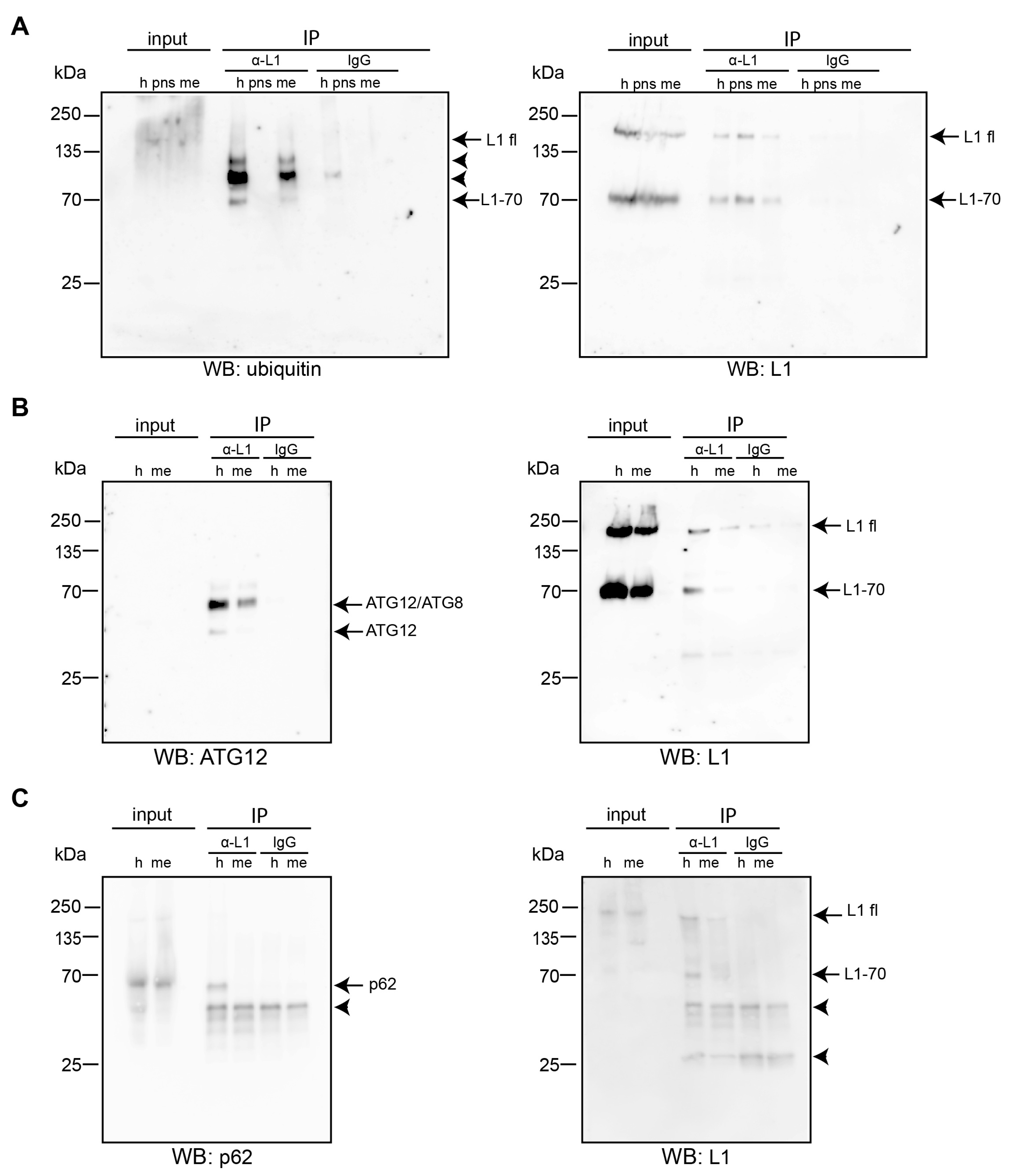 Ijms 25 10829 g006 Ijms 25 10829 g006